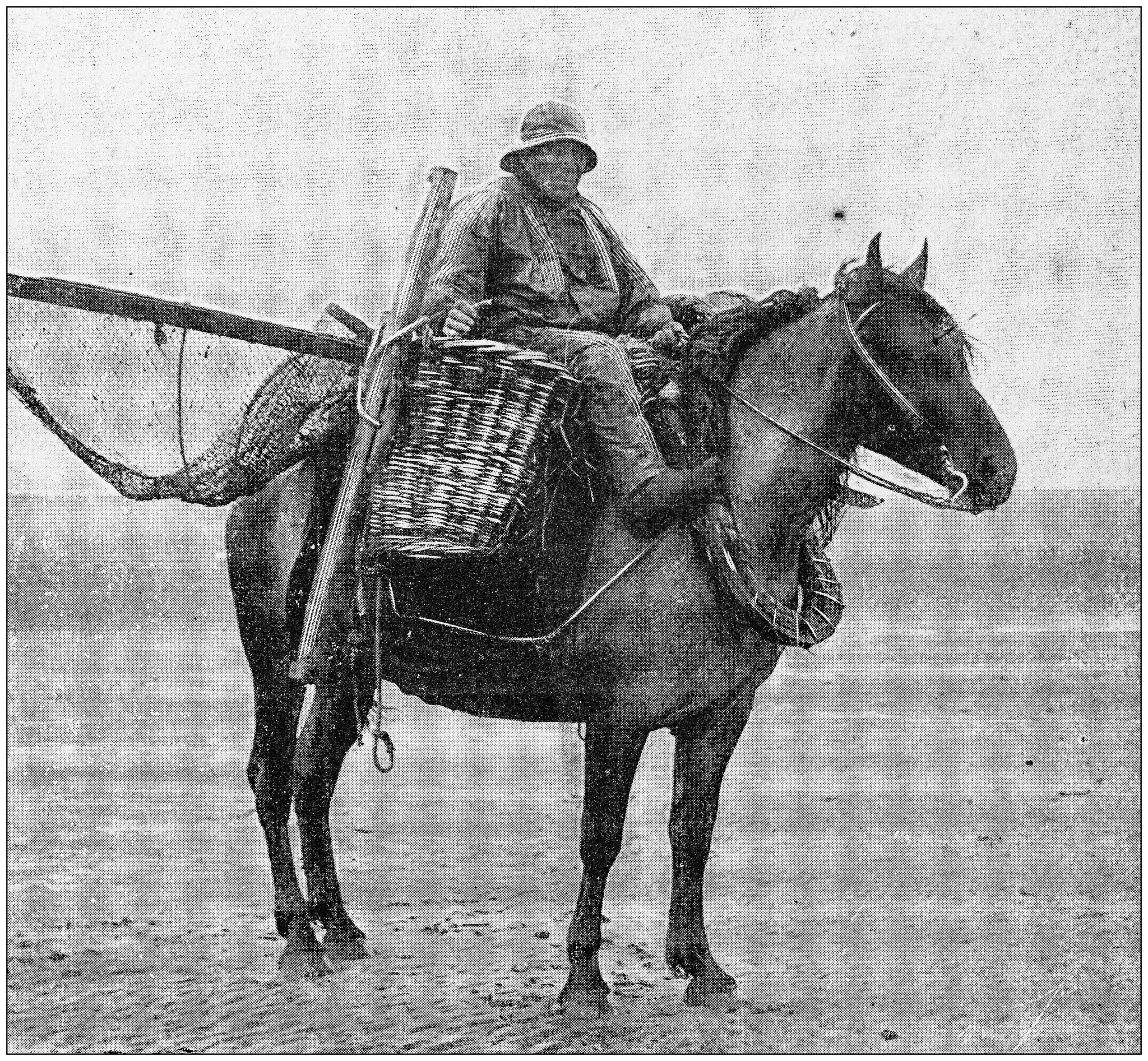 antique photo: fishermen on horse