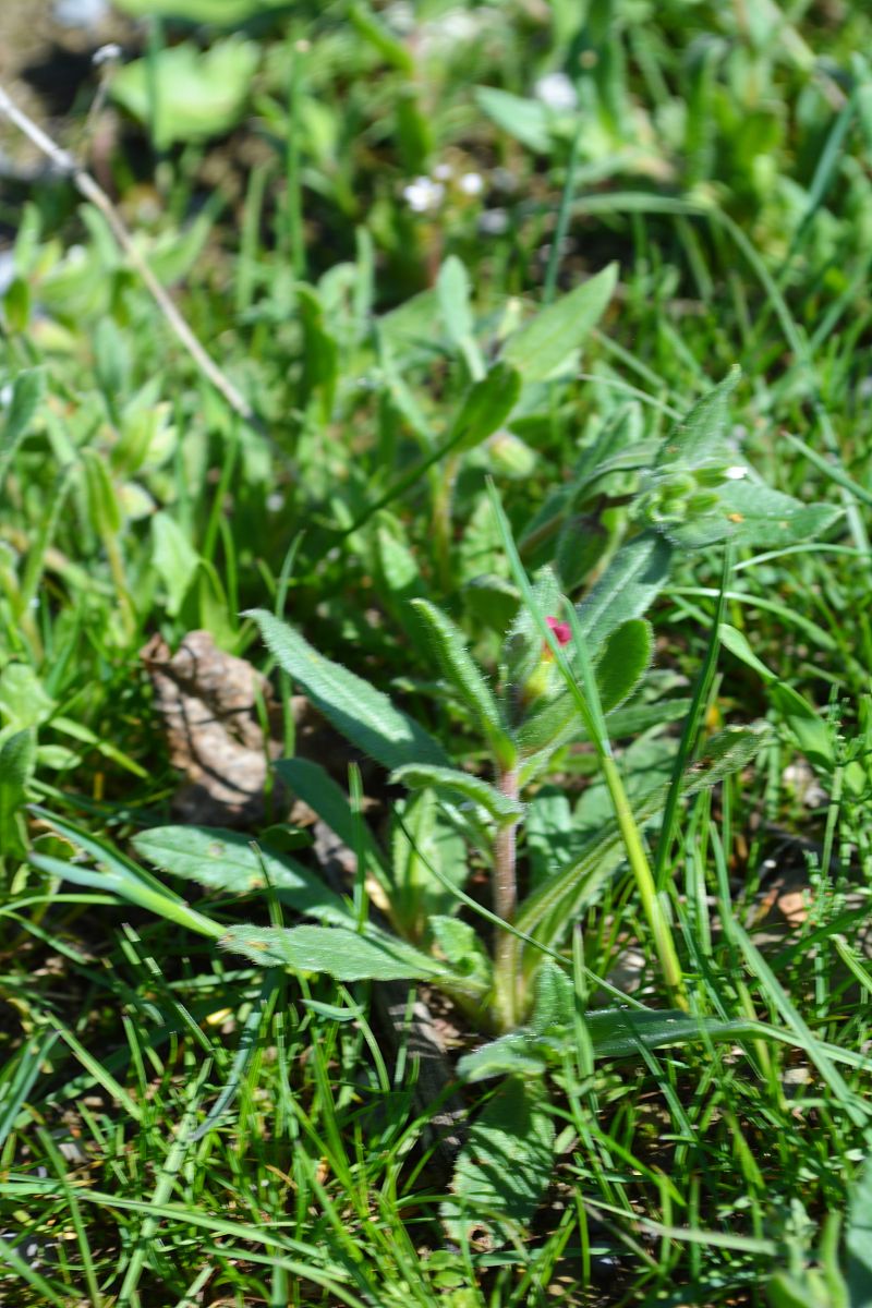 灵草灵宠养殖指南：品种选择、环境要求、养护技巧