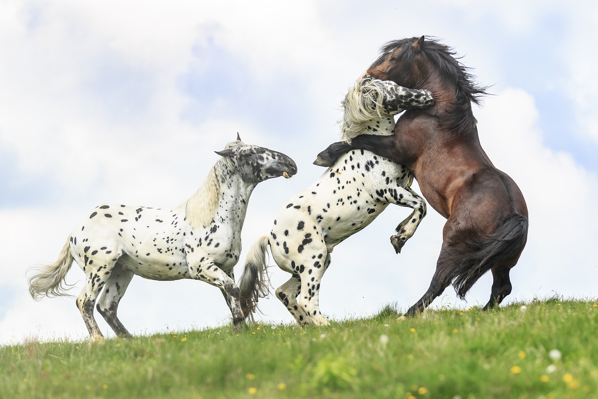 horses standing on hind legs playing with each other