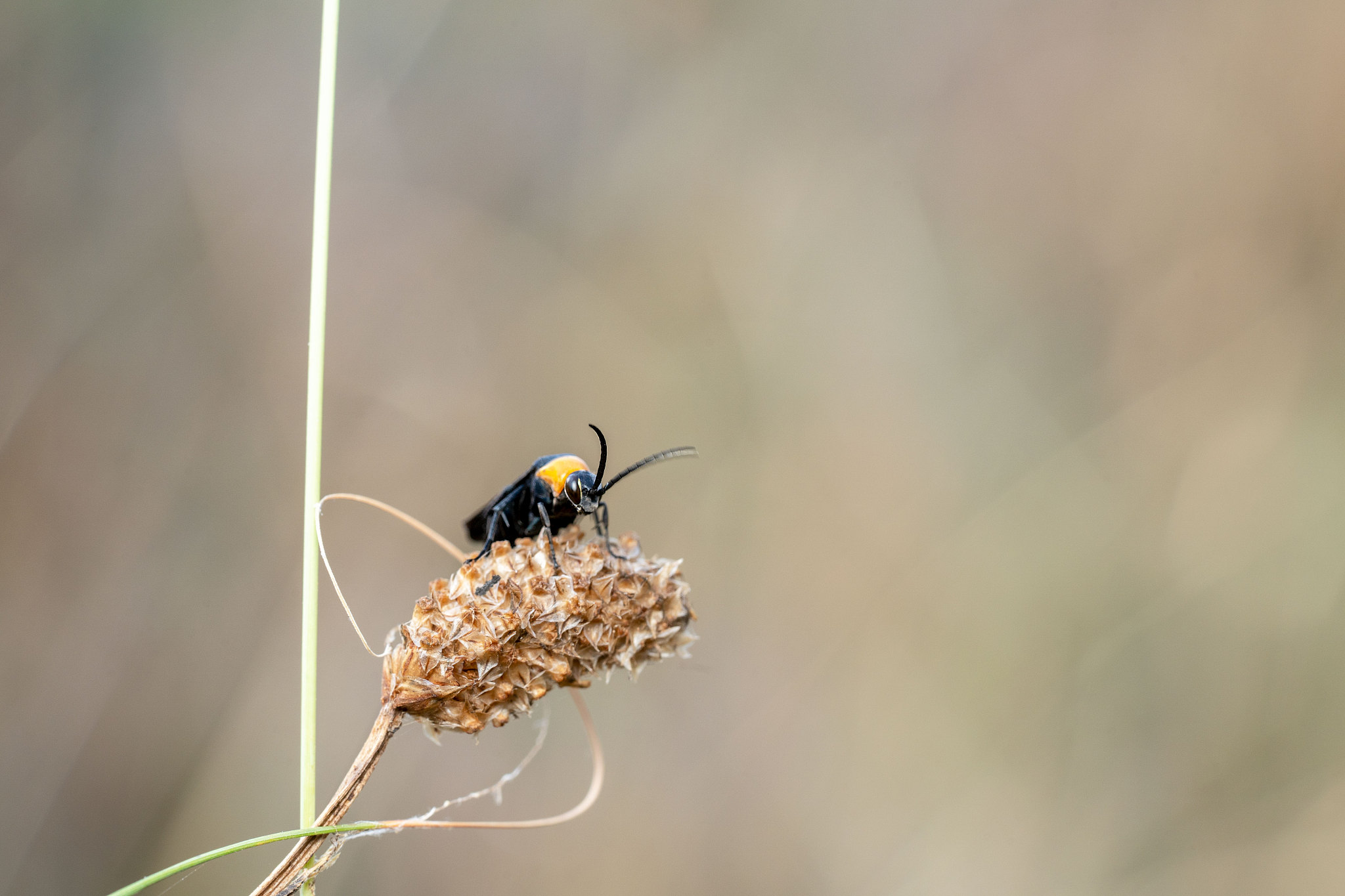 arachnospila black spider wasp with yellow patch on the neck sit
