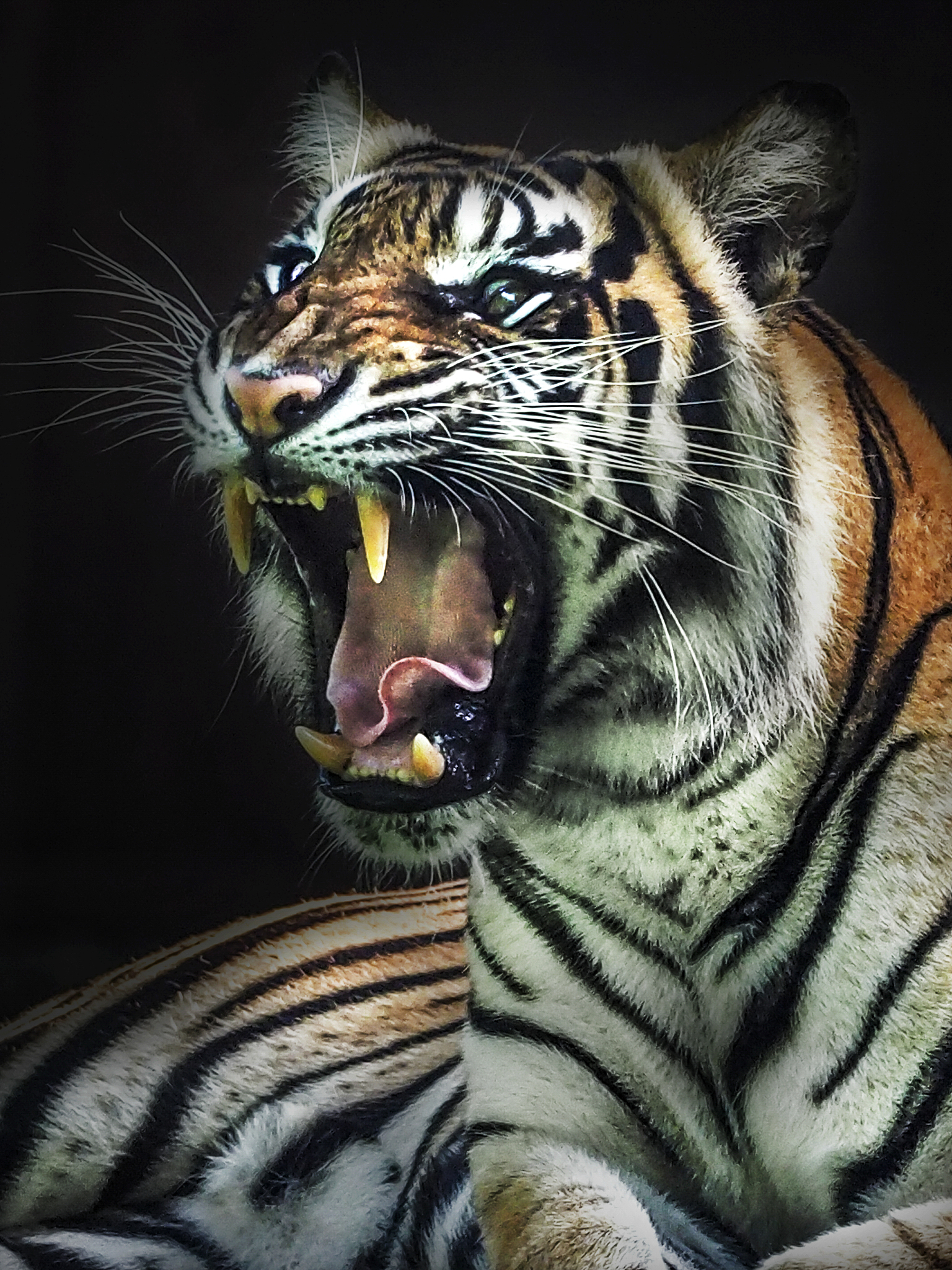 sumatran tiger basking in the sun and showing any expression