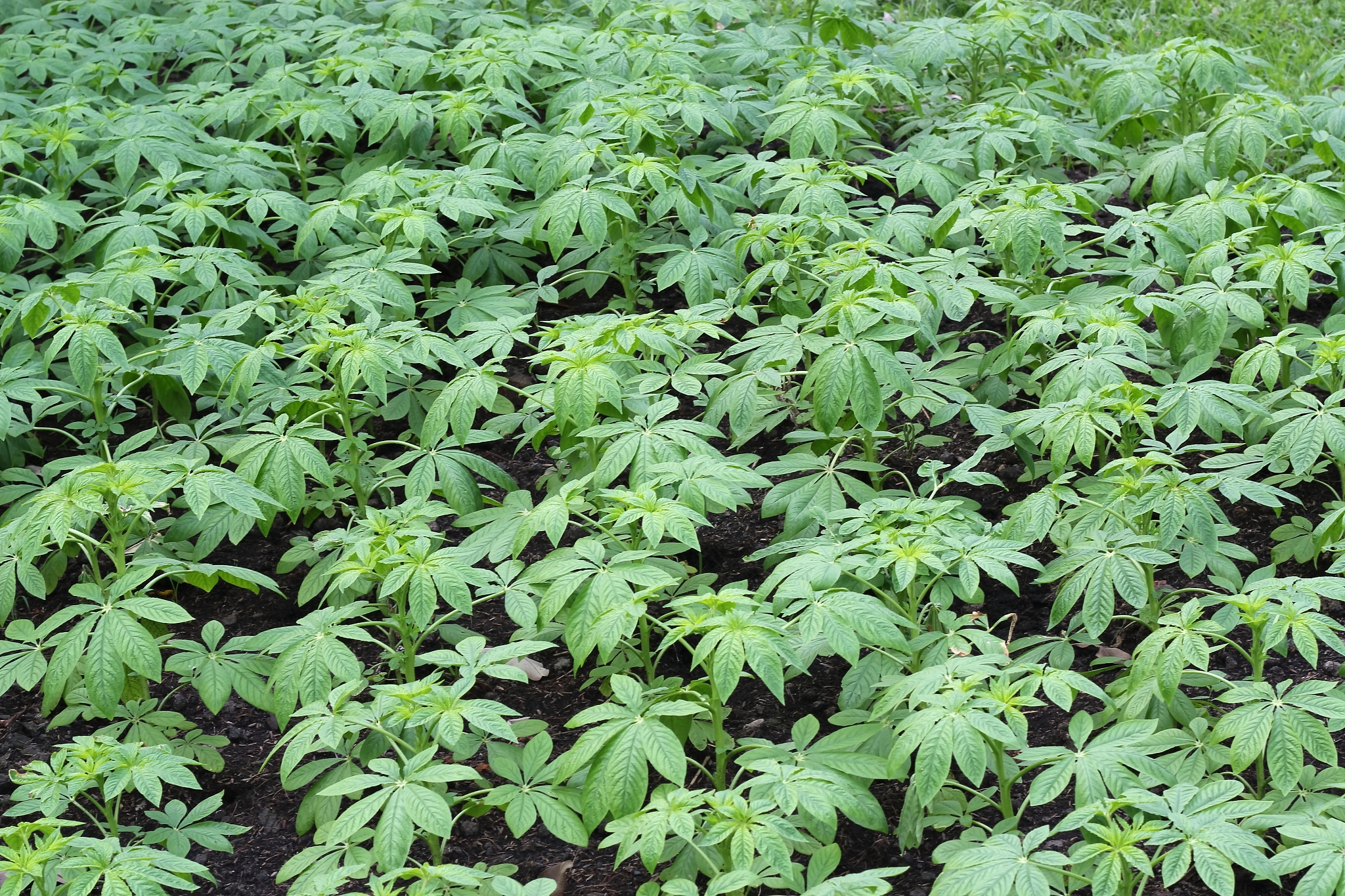 cassava tree
