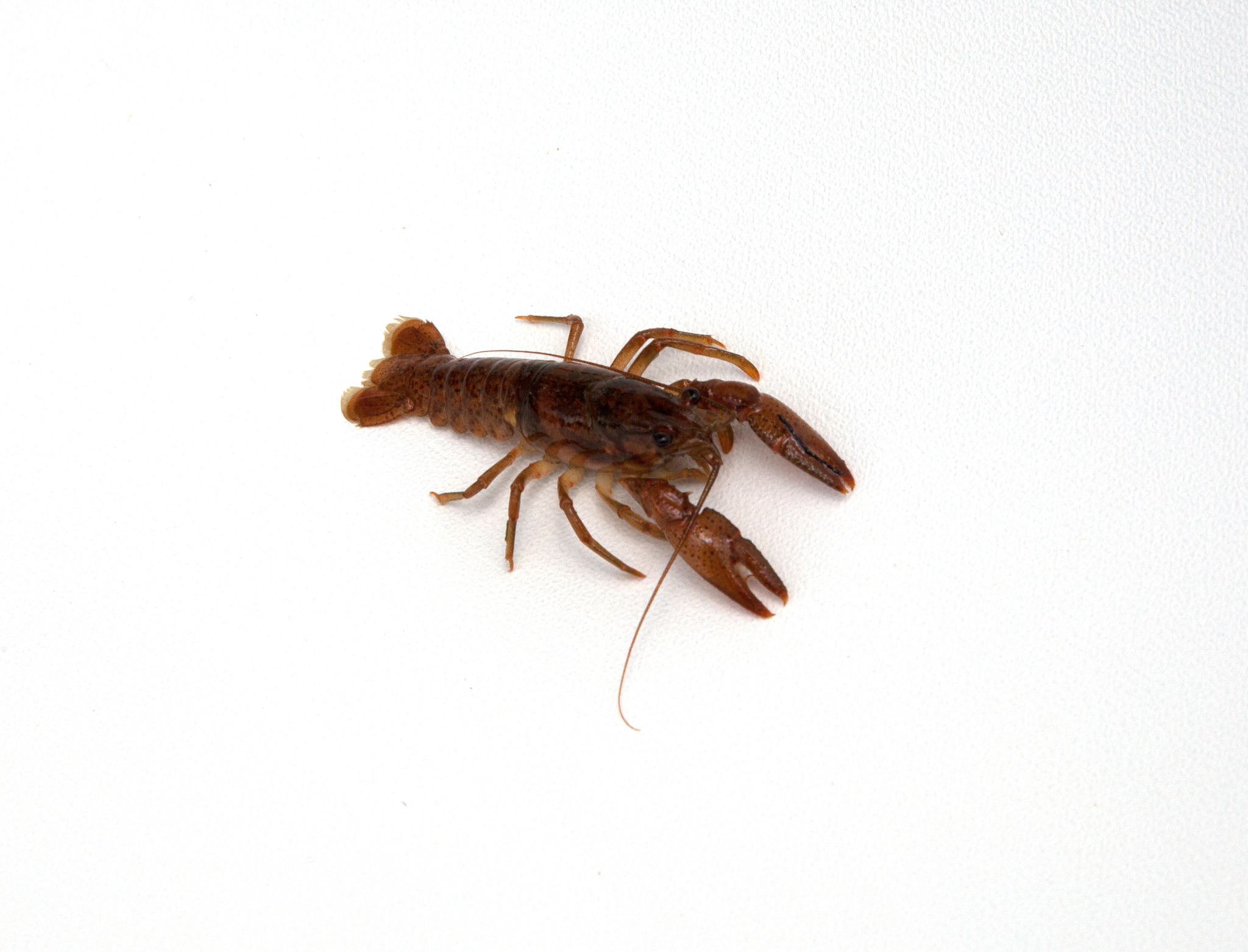 描写小虾搏斗很激烈写一段话