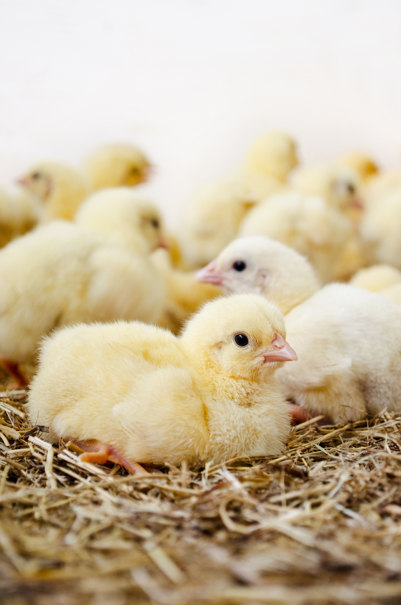 基于我上述提供的信息而且我家的狗叫小司机请问如果我要给小鸭子取名字的话你会有什么建议呢请结合上面描述的场景给出你的建议。