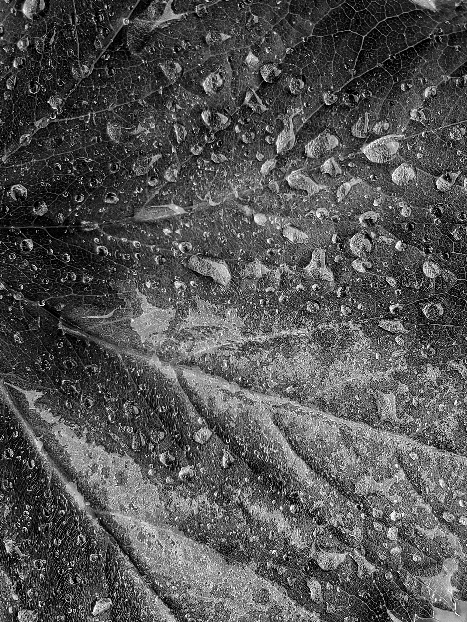 兔在猴后鼠最先是什么肖