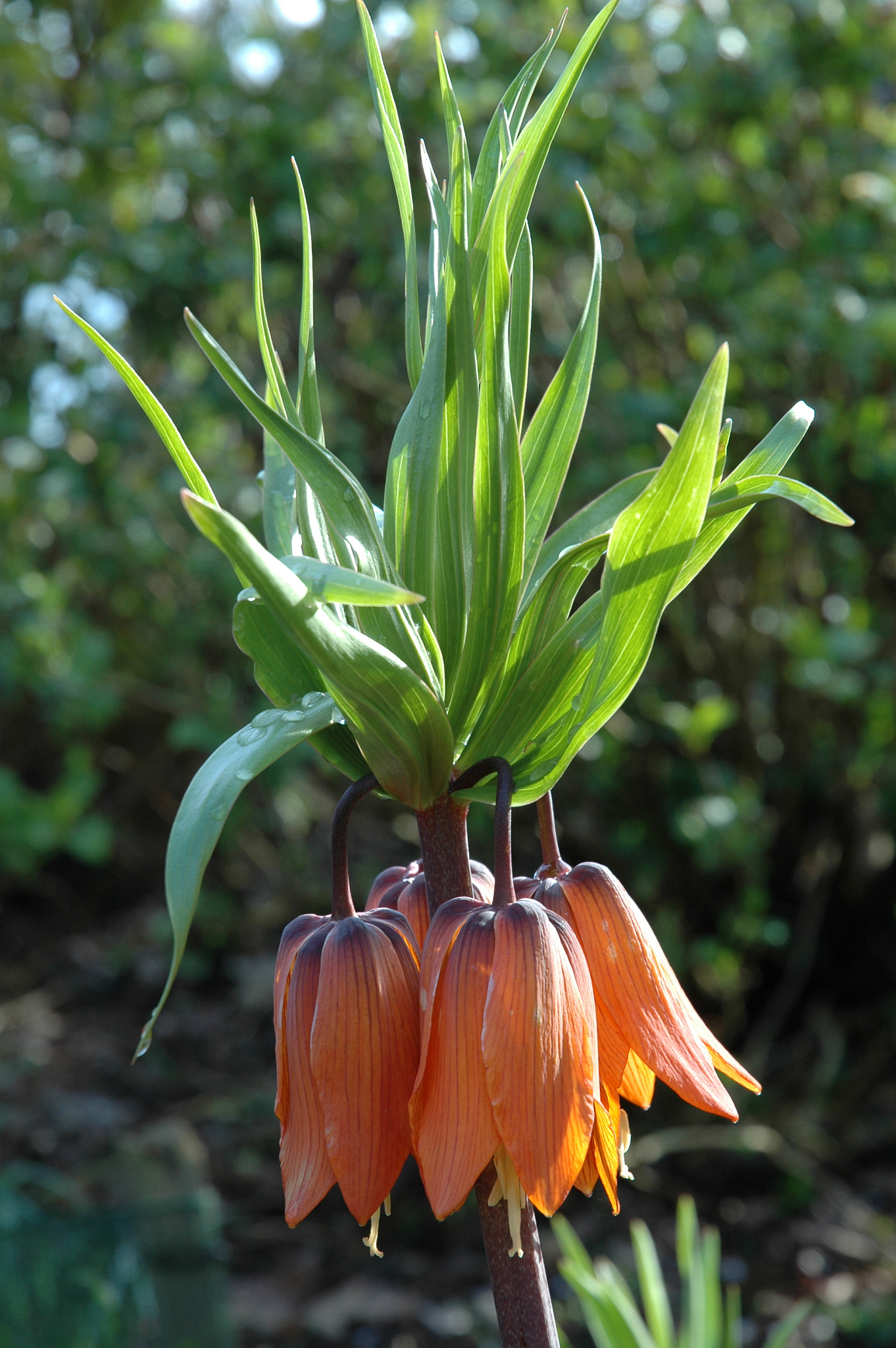 fritillaria imperialis rubra