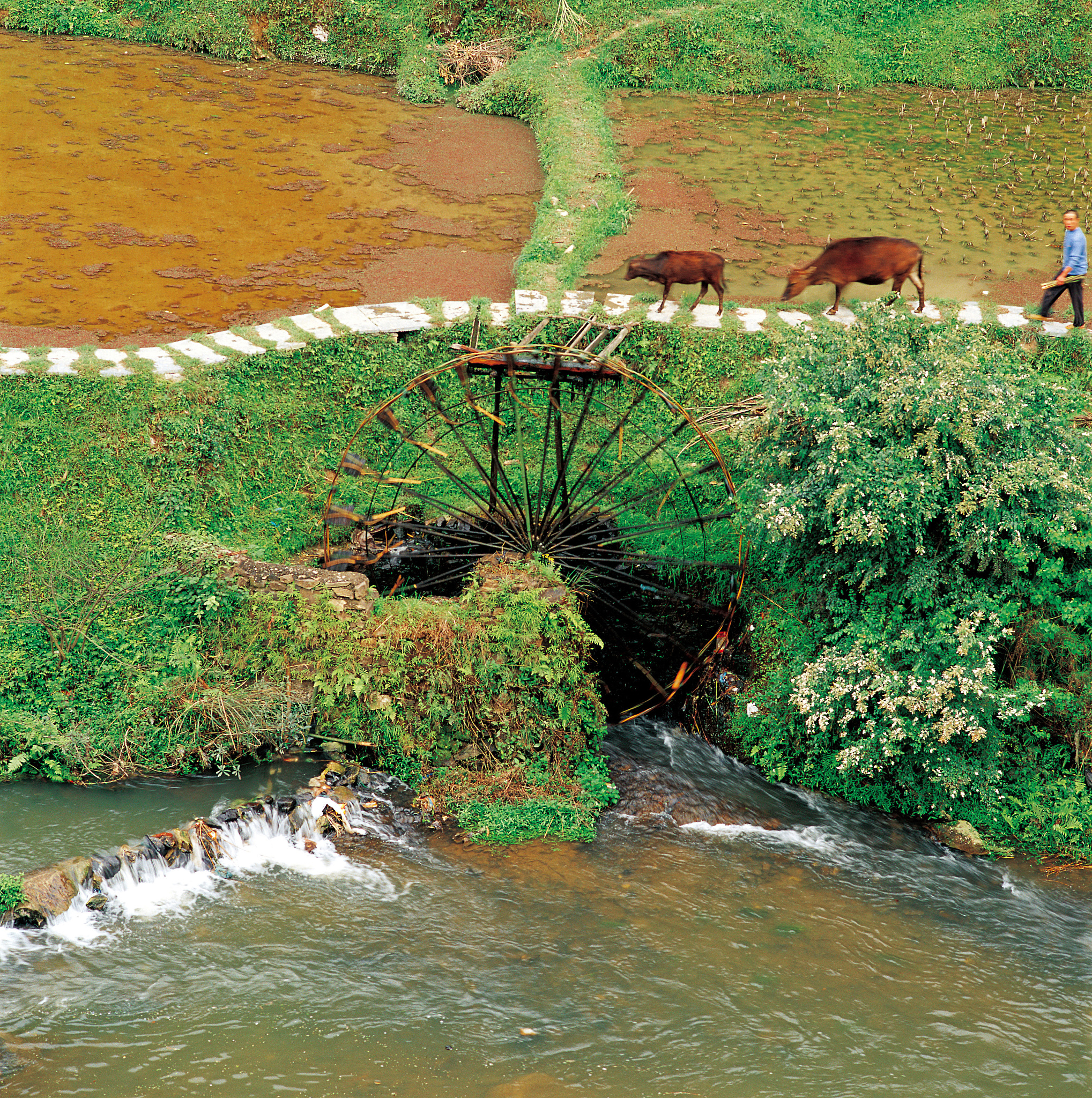 土壤磷流失导致水体富营养化：原因、影响及解决方案
