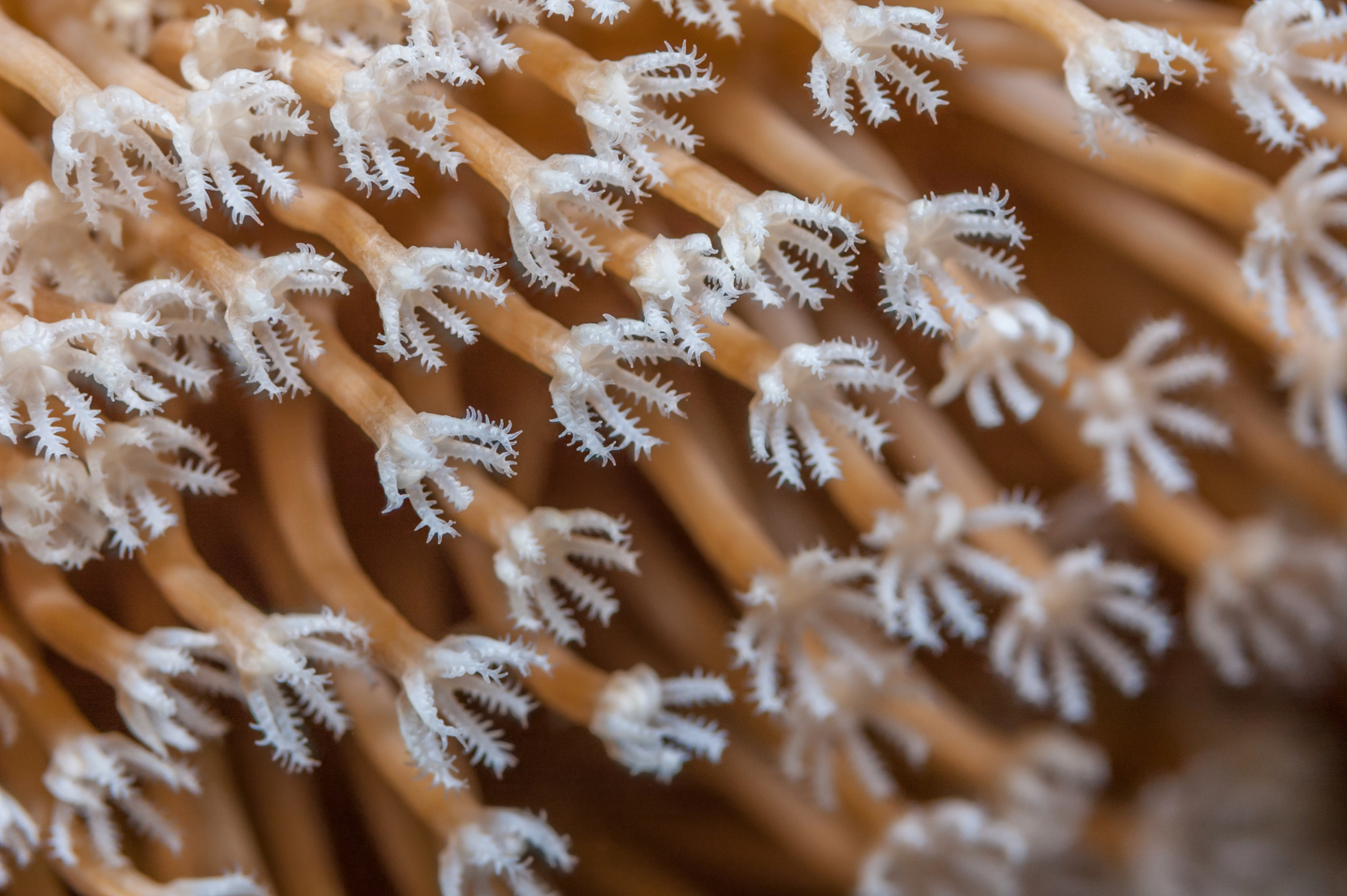 帮我想十个微信ID不是昵称。要有含义的可爱的也可以不是昵称哦是id