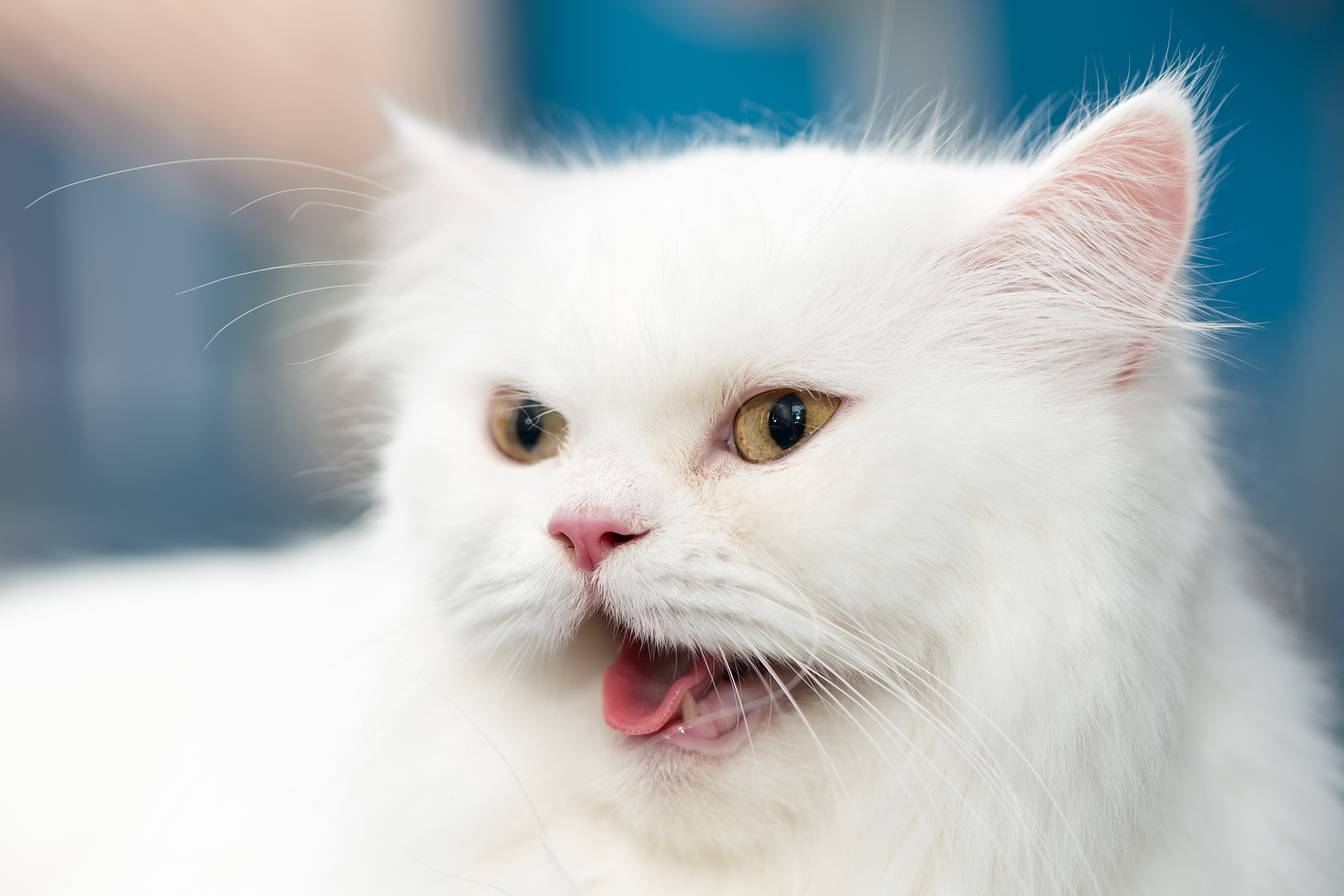 close up face white persian cat