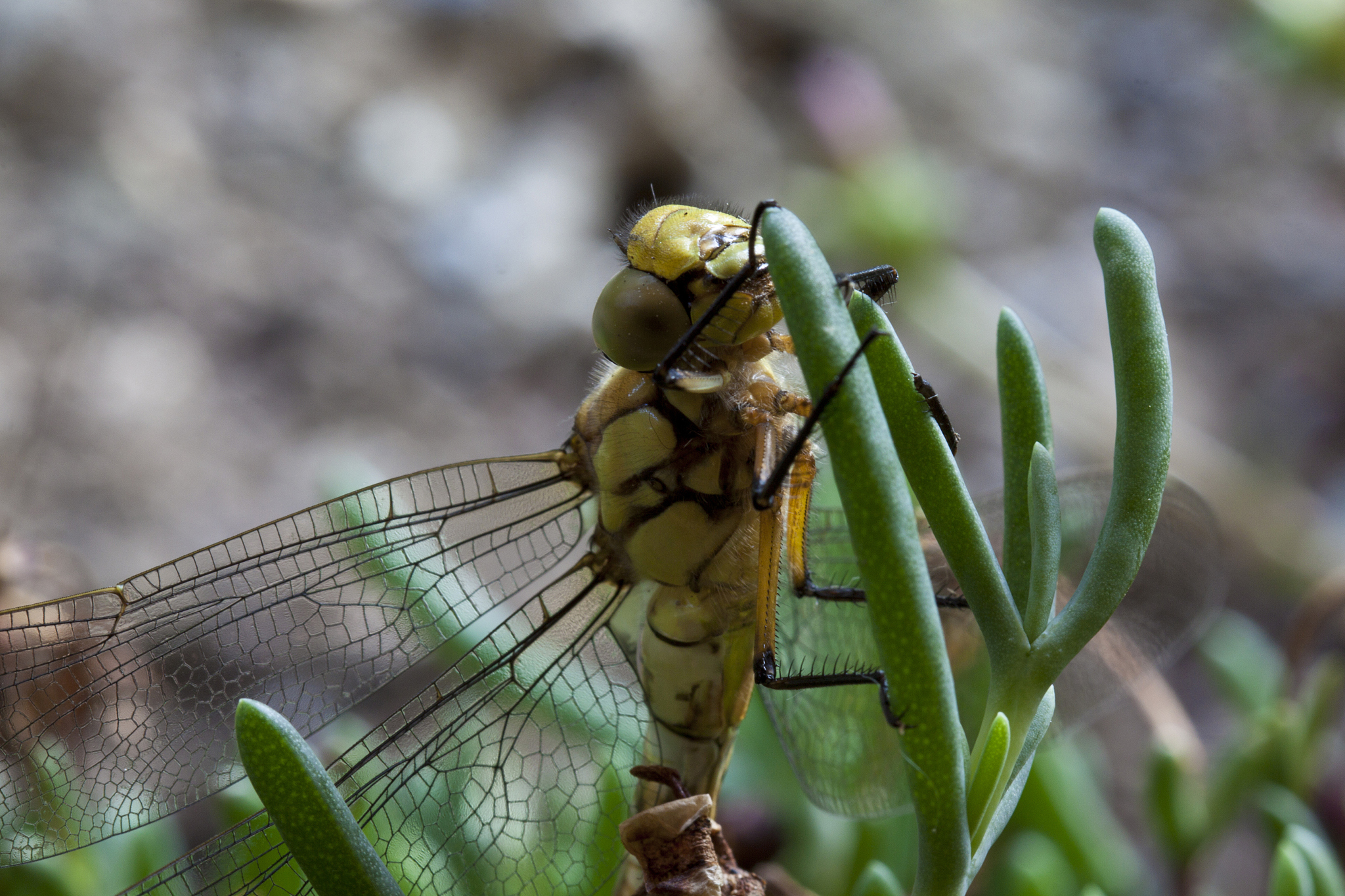libellula