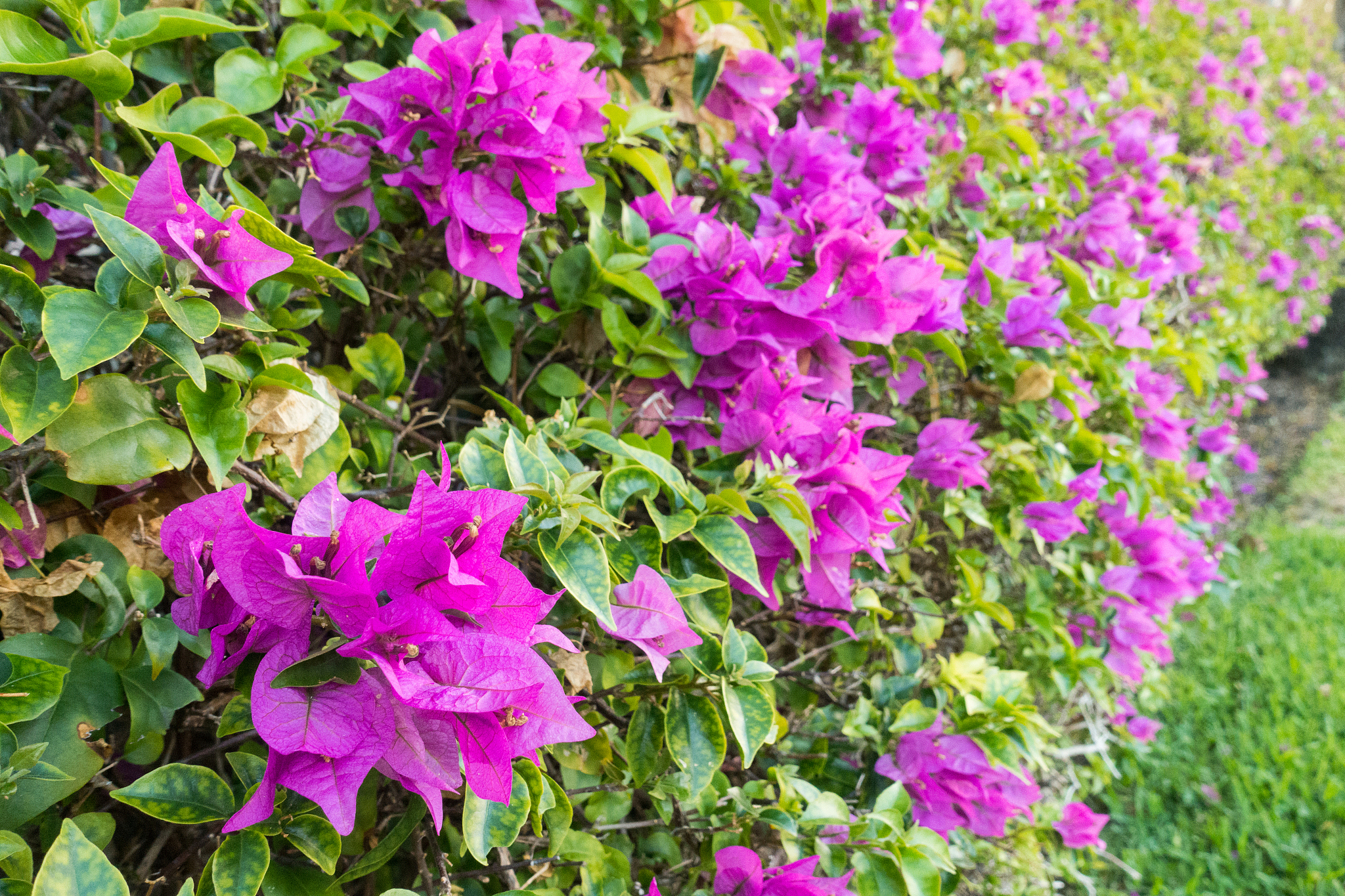 描述一下云绿叶樱花三角梅的样子不少于500字