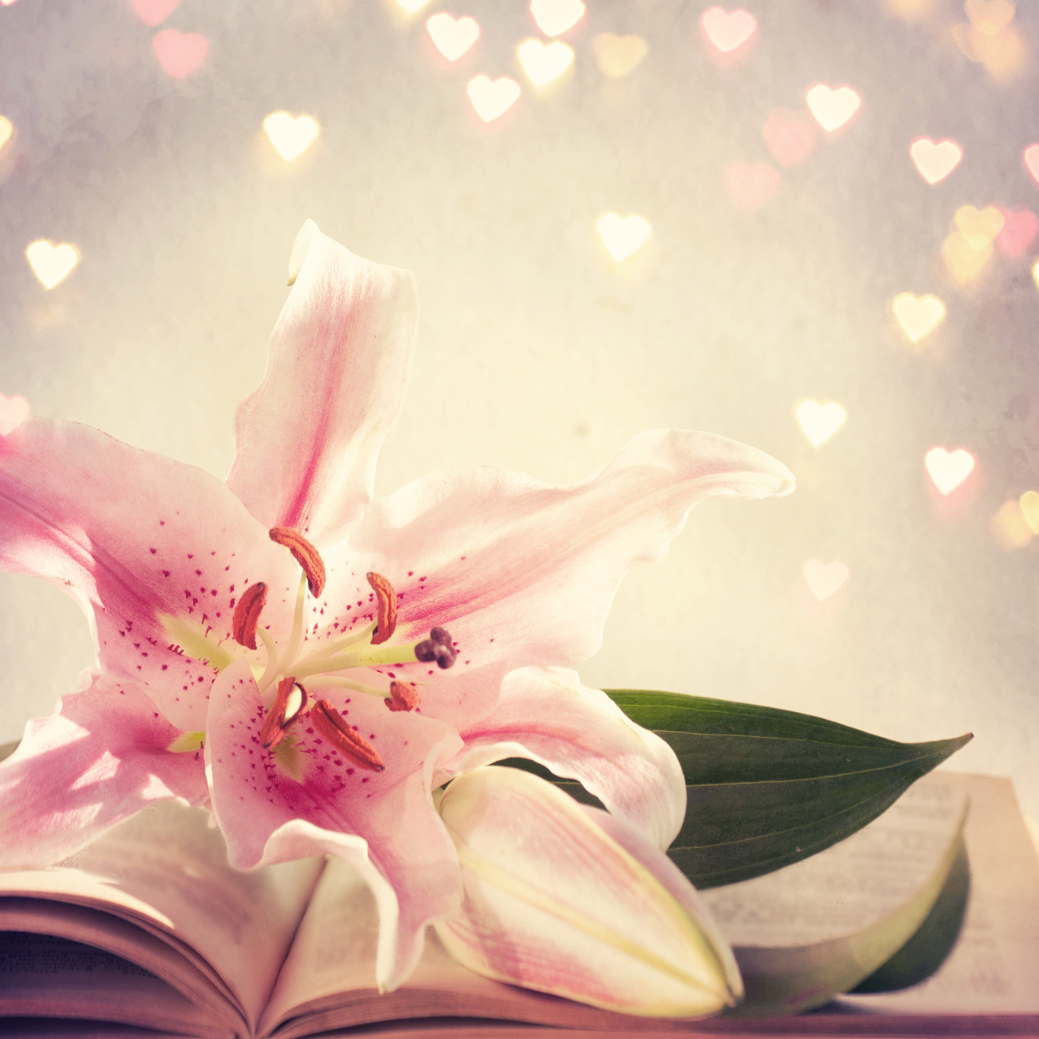 圣经中的百合花：象征与寓意