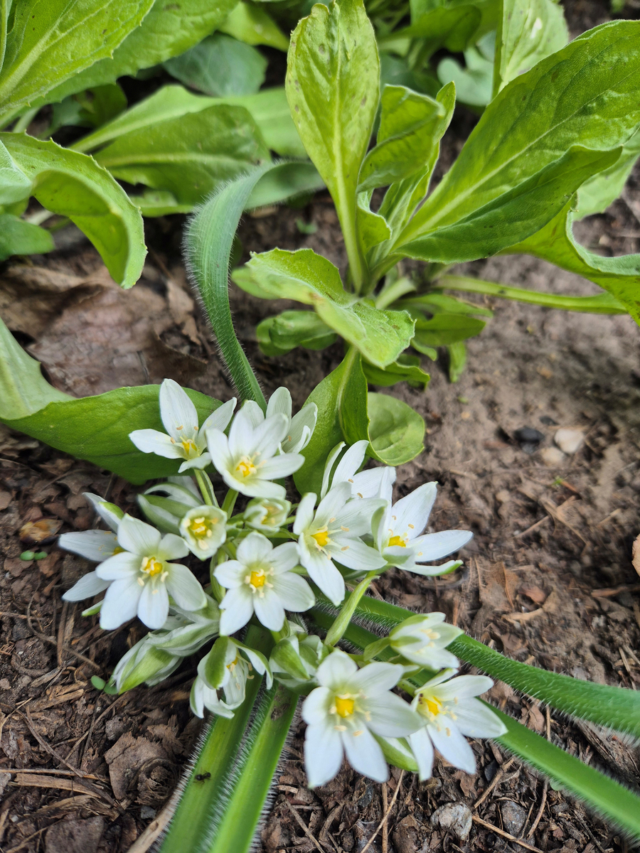 附子花的最佳温度和湿度