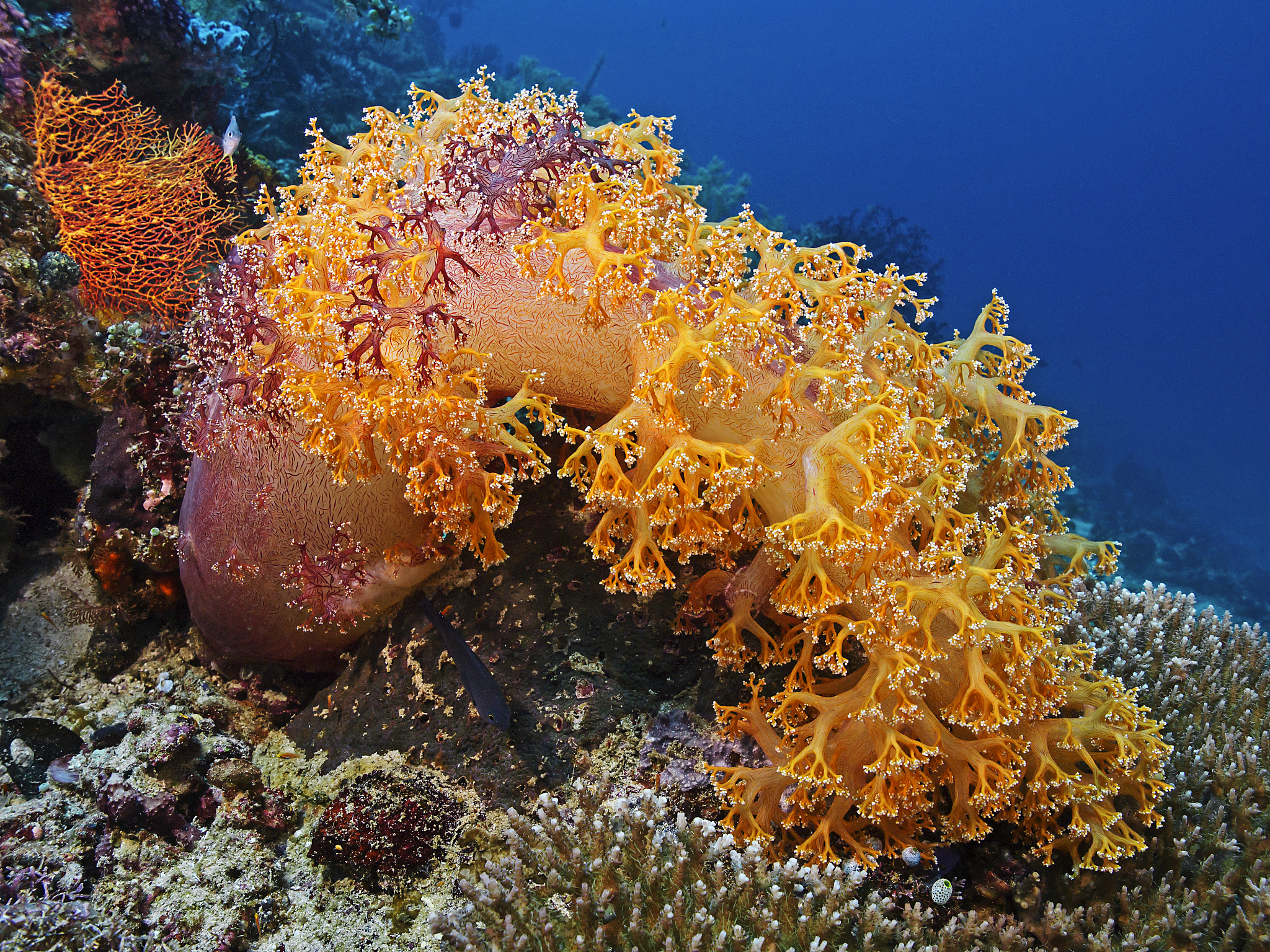 四种类型超敏反应的主要区