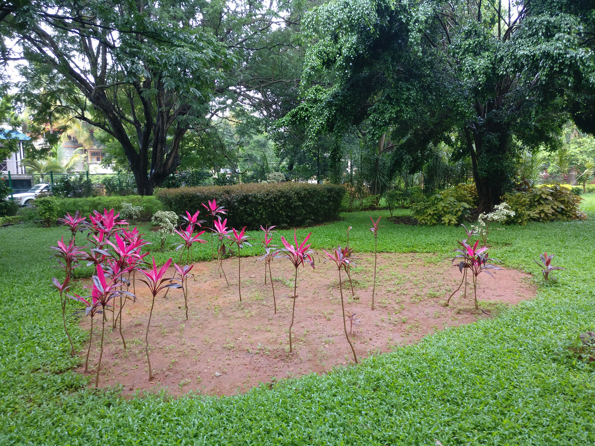 苏州市桐泾公园植物保护和管理建议：加强社会参与与沟通