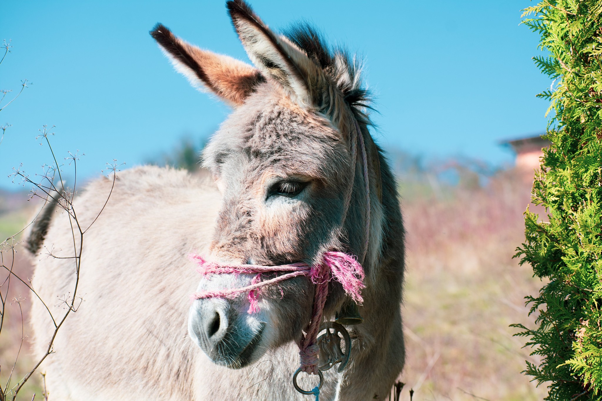 donkey