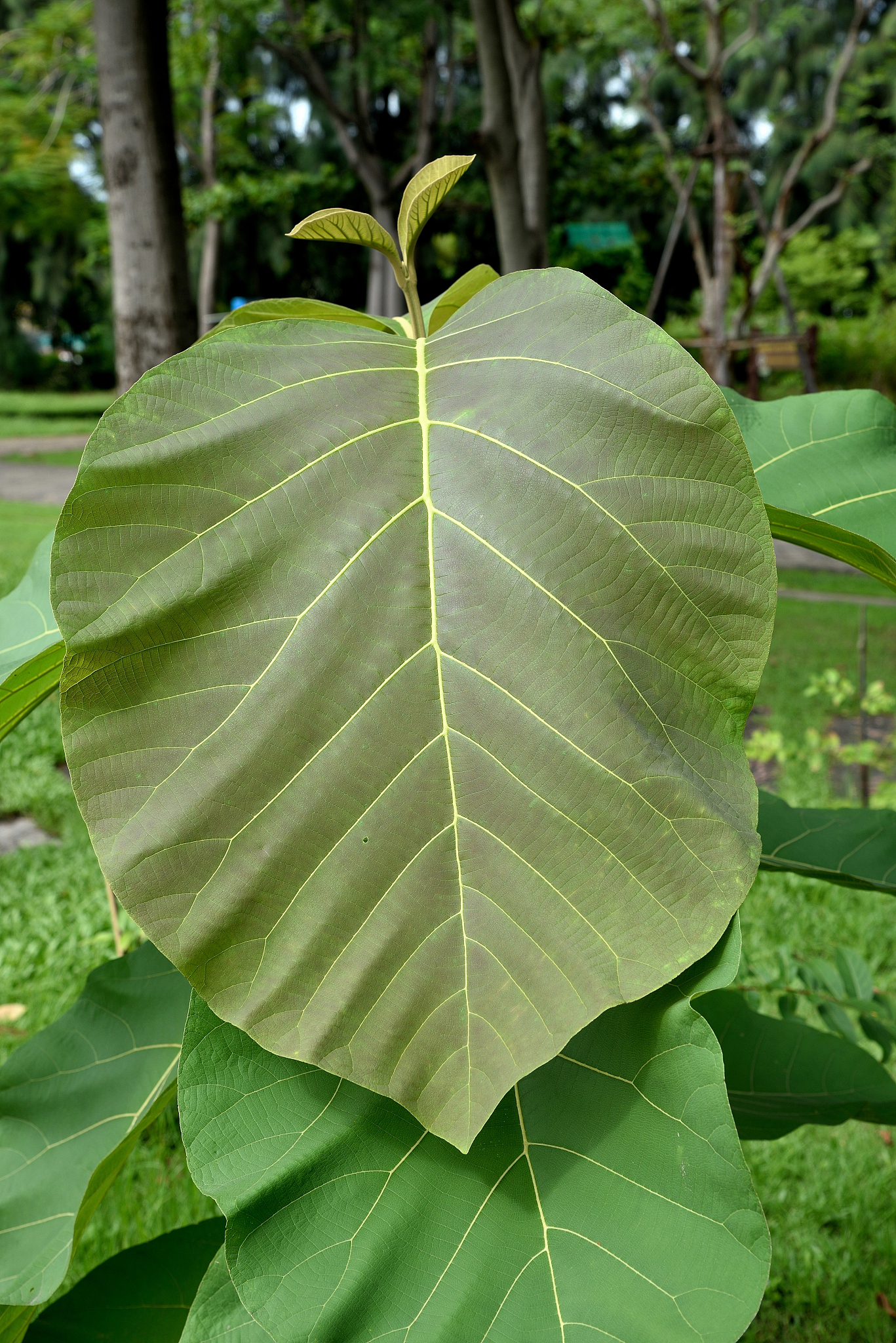 young teak