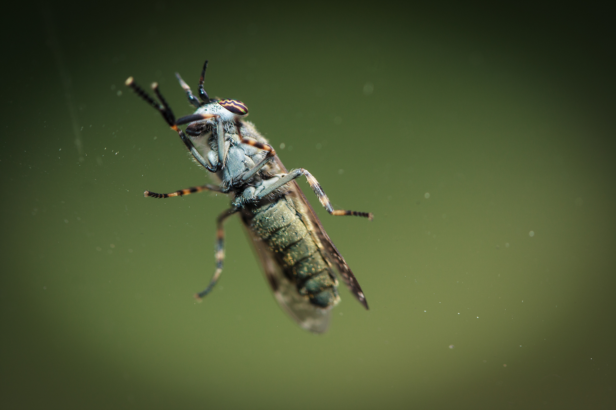《Current Opinion in Insect Science》: 权威昆虫科学期刊推荐理由