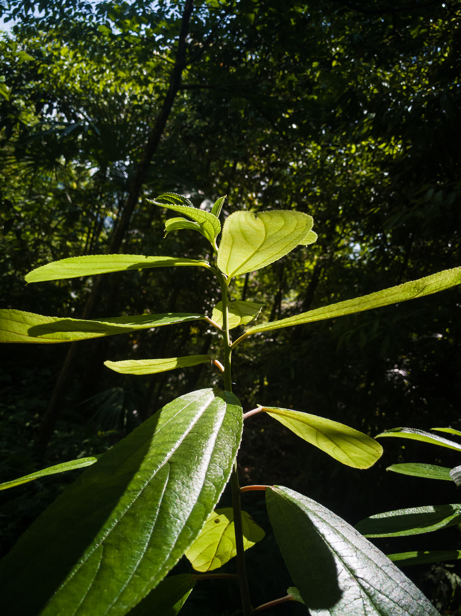特写绿色植物