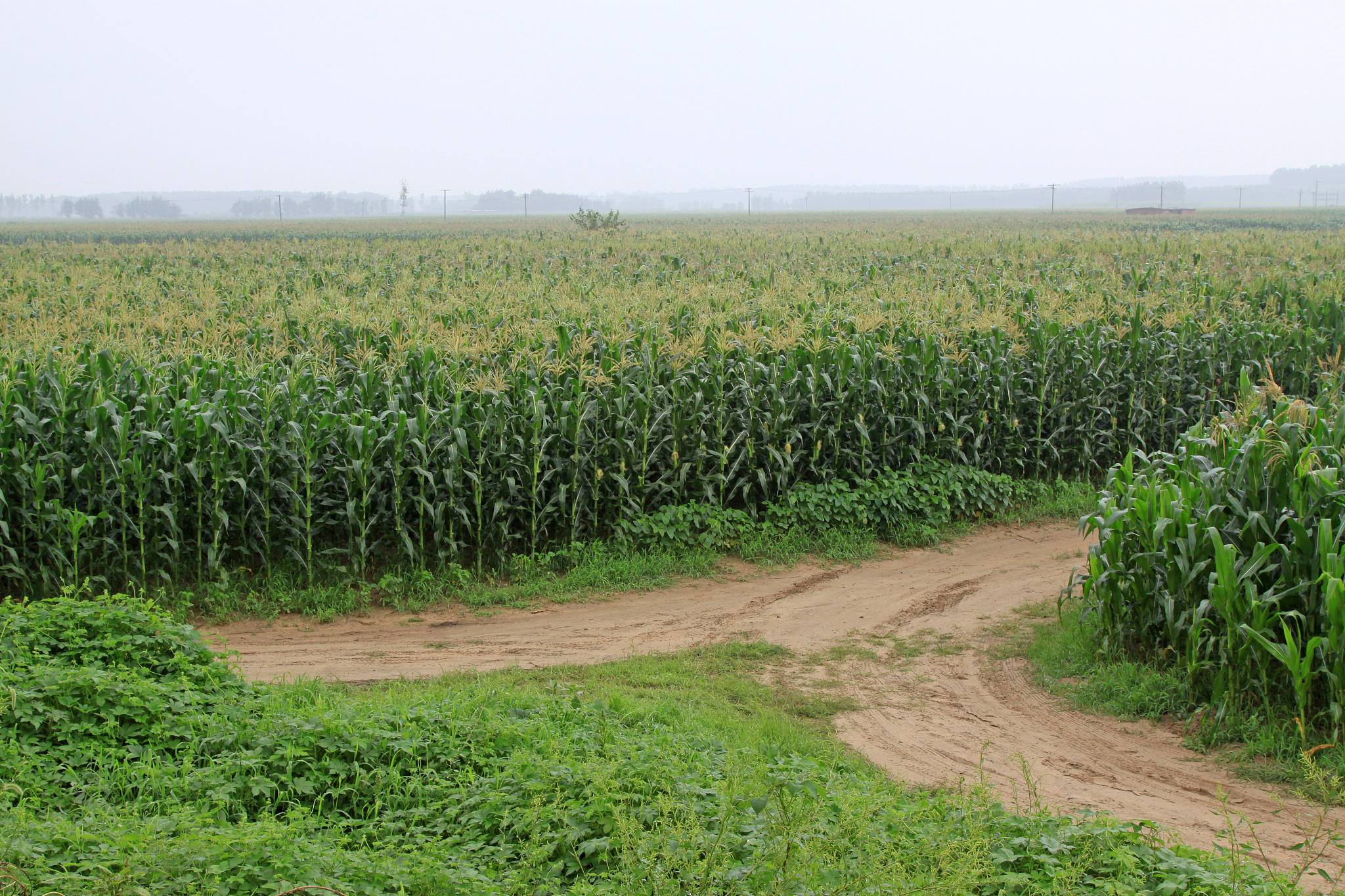 corn plant in the field, northern china