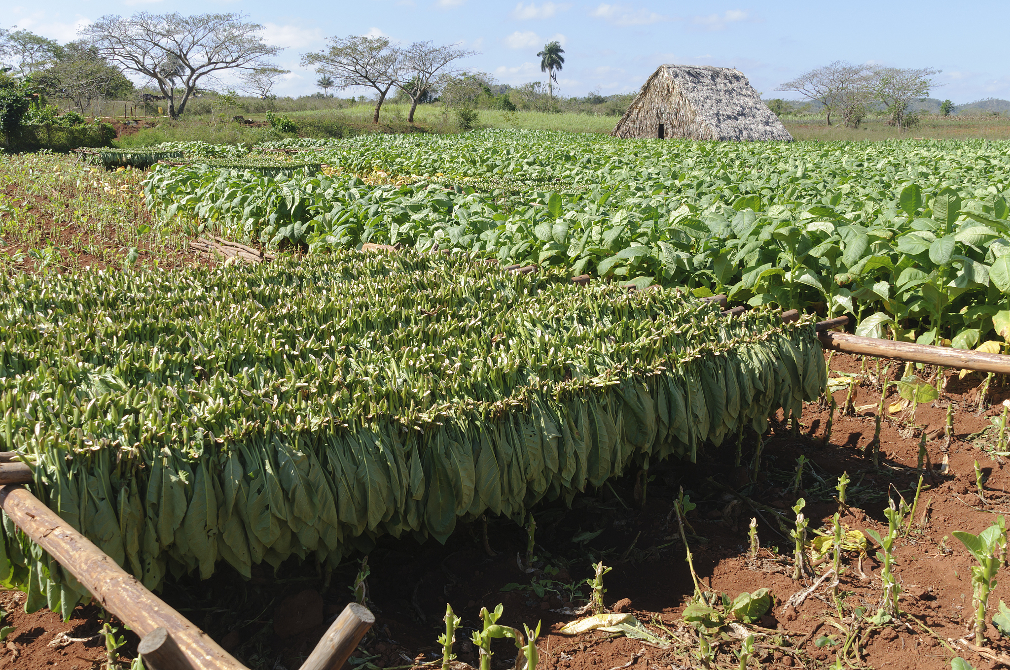 黔西南民族职业技术学院烟草种植技术专业：招生对象、课程内容及就业前景