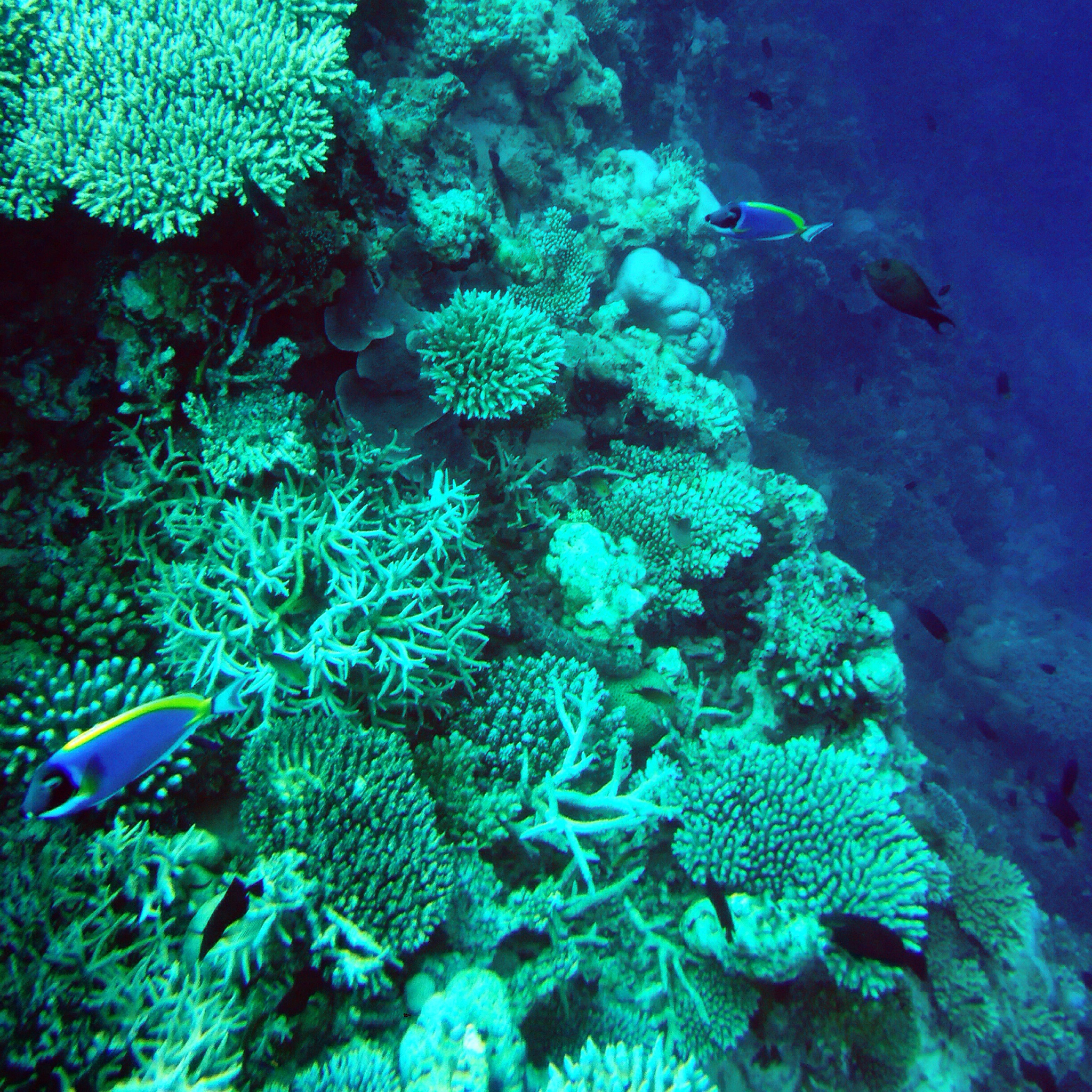 菲利普岛探险：海洋天堂的珊瑚礁岛屿