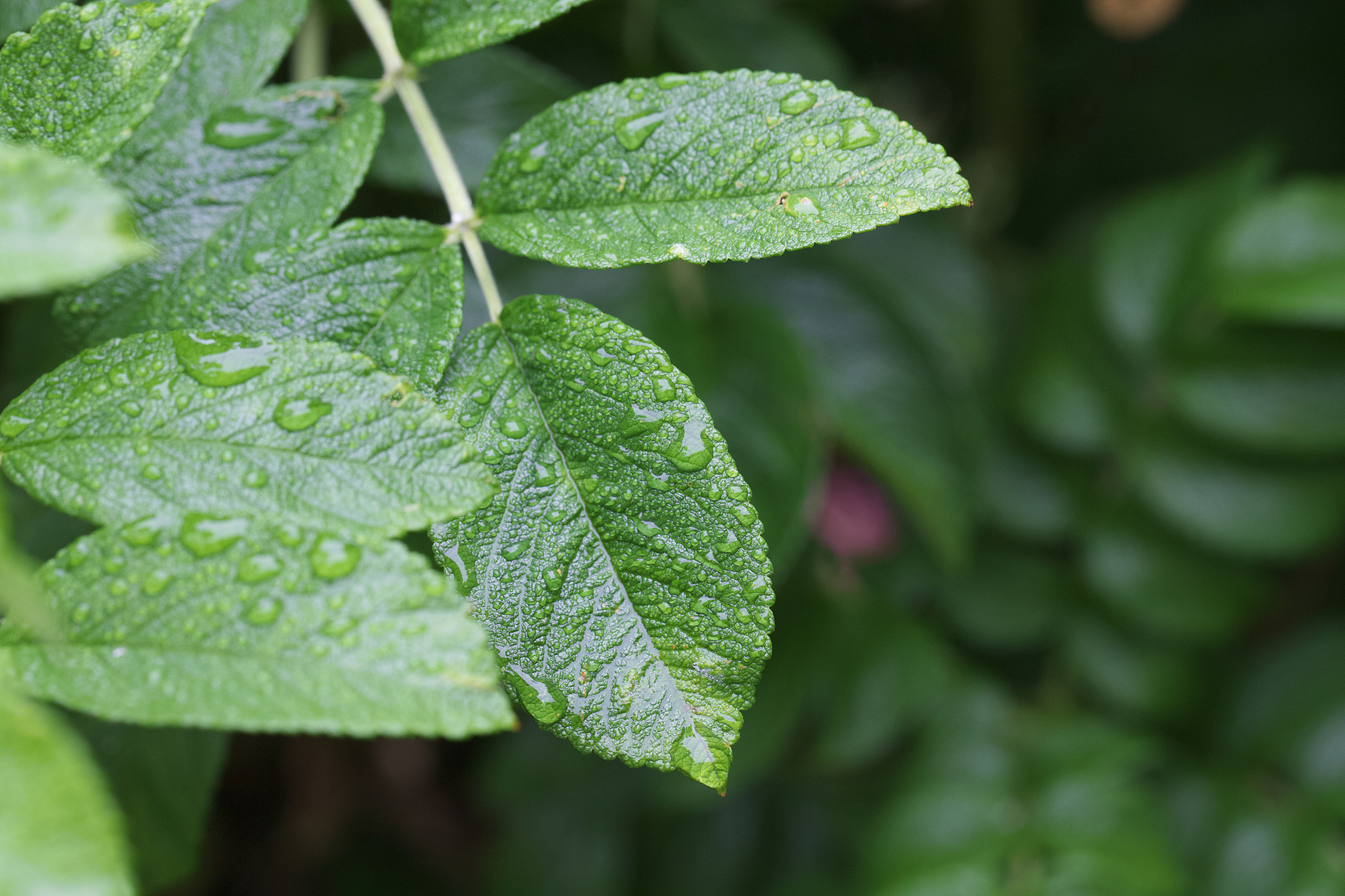 green leaves