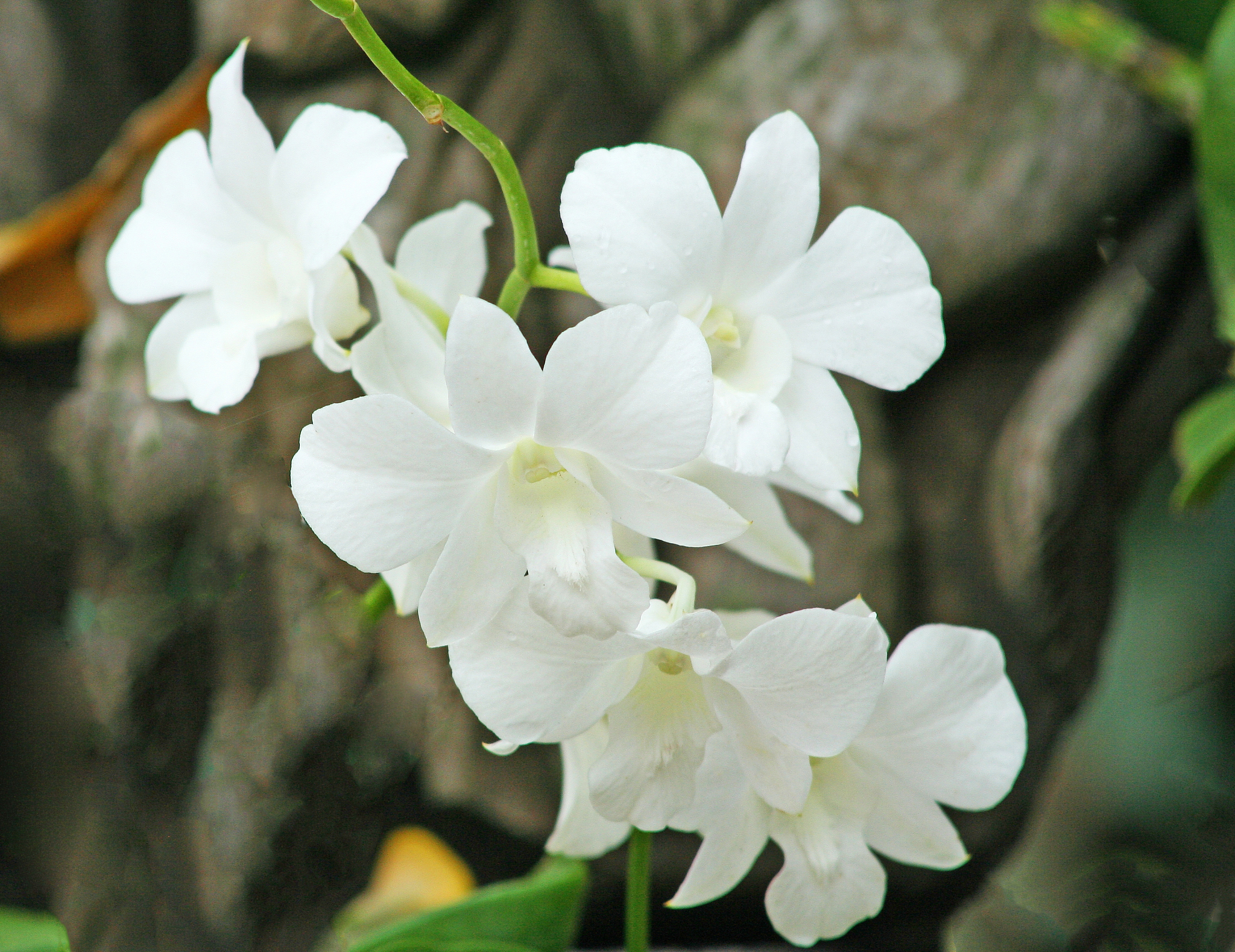 white orchid blooming with water drops