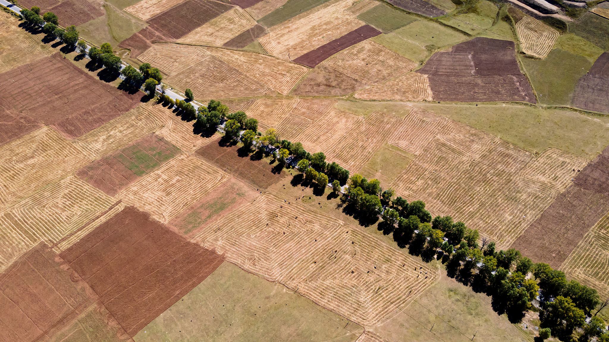 青海青稞和牛羊肉交易中心：独具特色，替代品威胁小