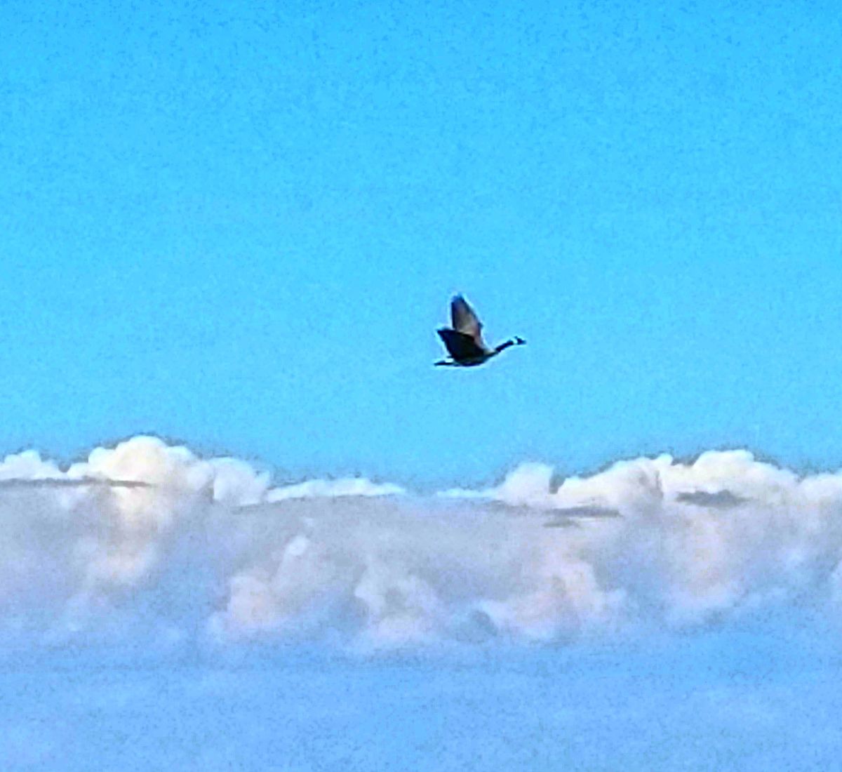 痴情海鸥：仿艾青诗歌风格