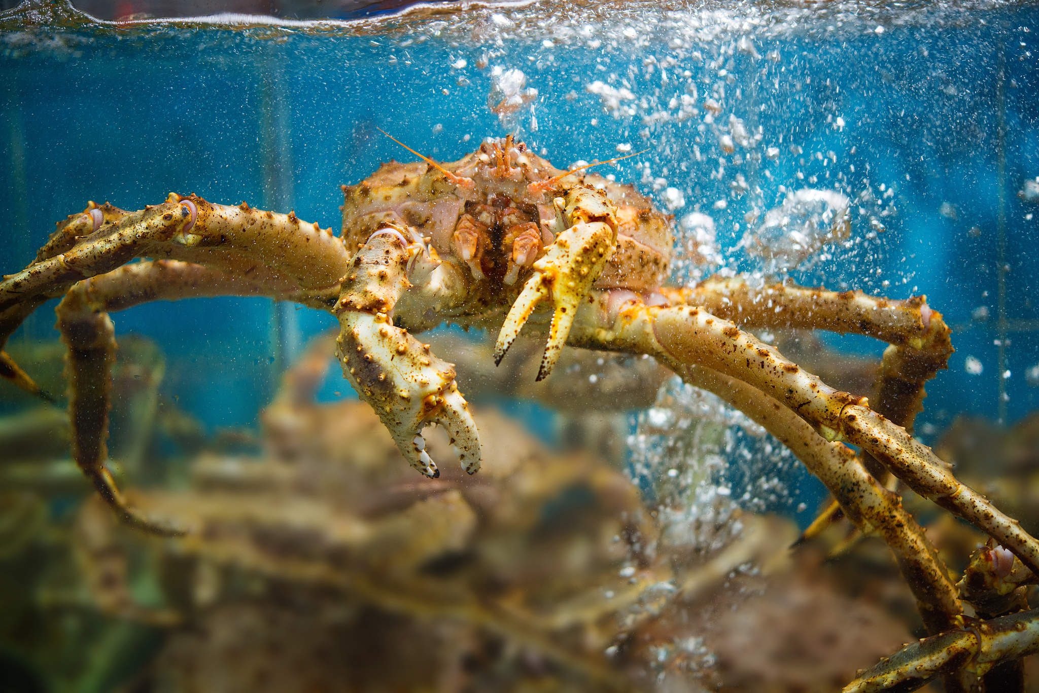 帝王蟹：生物学特征、生态研究与经济价值