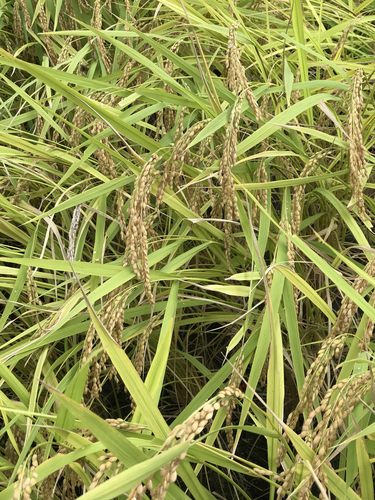 1 稻飞虱目：半翅目科：飞虱科13只2 稻纵卷叶蛾目：鳞翅目科：螟蛾科31只3 稻螟目：鳞翅目科：螟蛾科11只4 稻草螟目：鳞翅目科：螟蛾科12只5 稻蝗目：直翅目科：蝗科0只6 稻刺螟目：鳞翅目科：螟蛾科16只7 稻叶飞蝗目：直翅目科：蝗科0只8 稻螟蛉目：膜翅目科：蜂蛉科21只9 稻盗叶蝉目：半翅目科：叶蝉科0只10 稻叶蝉目：半翅目科：叶蝉科11只进行群落多样性分析群落多样性指数 H’均匀性