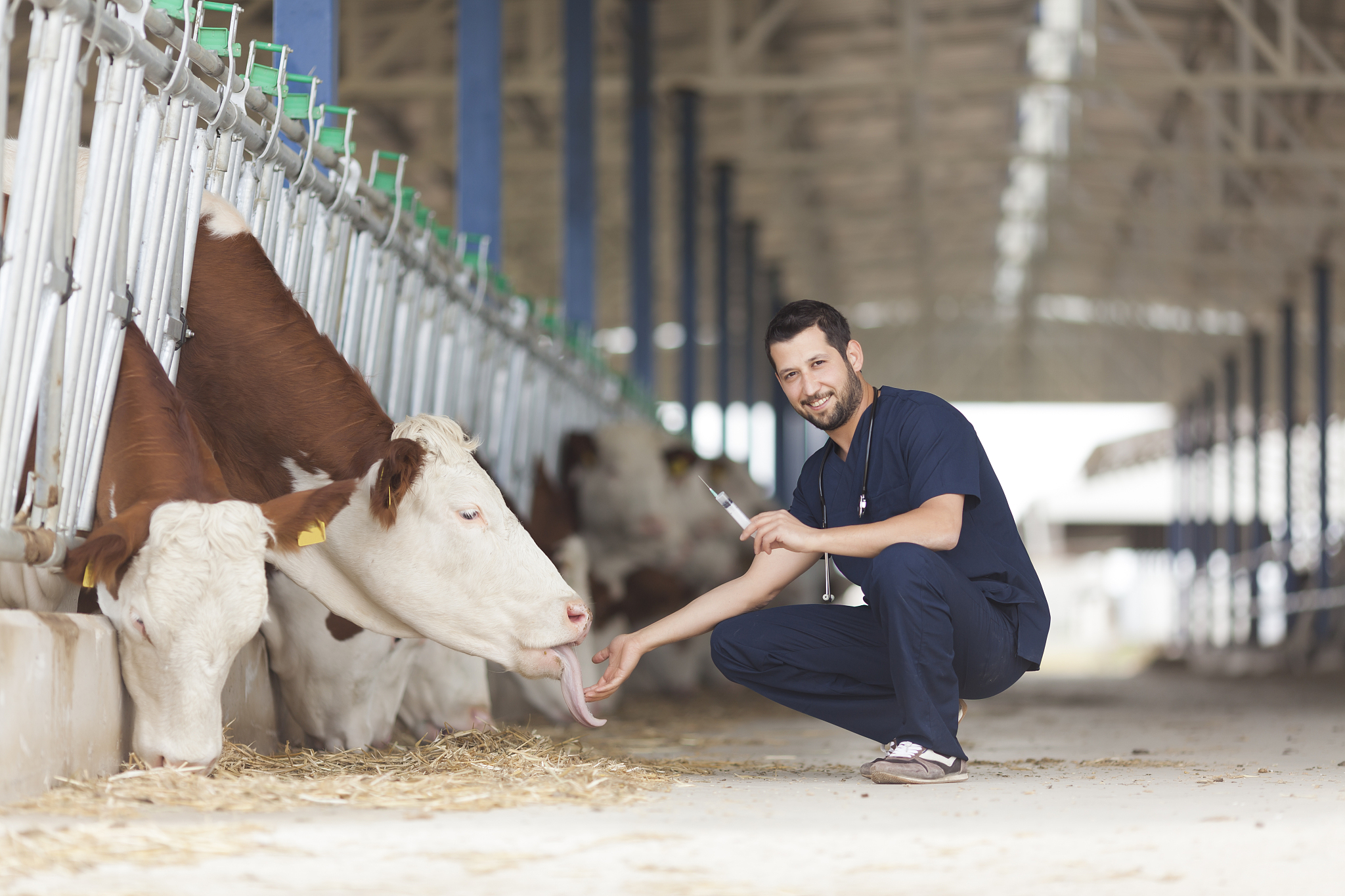 牛呼吸系统检查指南：症状观察到X光诊断
