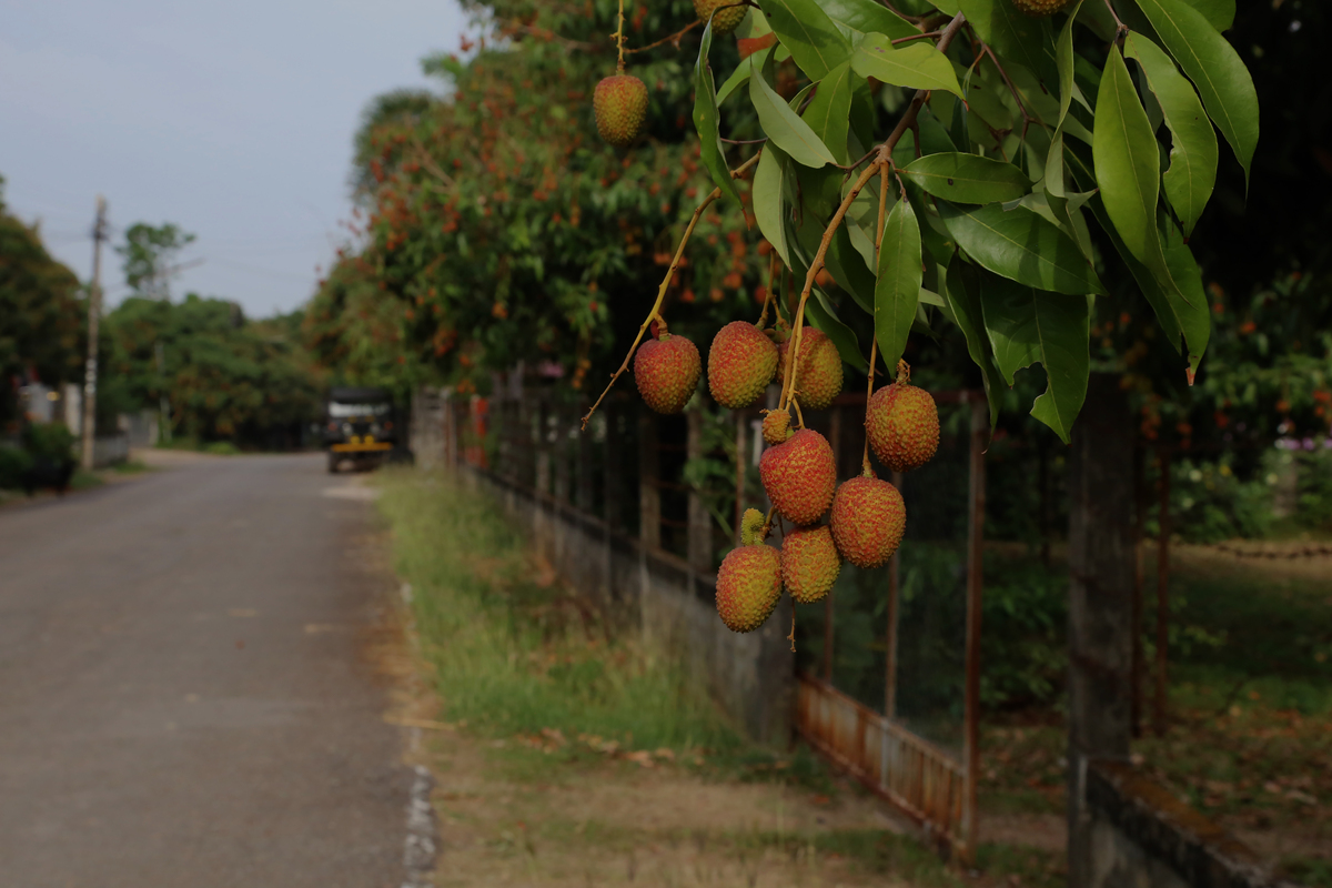 永兴荔枝三产融合农业+文旅