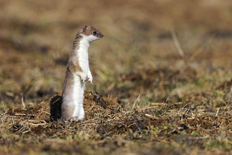 The stoat Mustela erminea also known as the Eurasian ermine has a very dense and silky white winter fur It moults twice a year slowly changing during spring to a sandy-brown summer fur