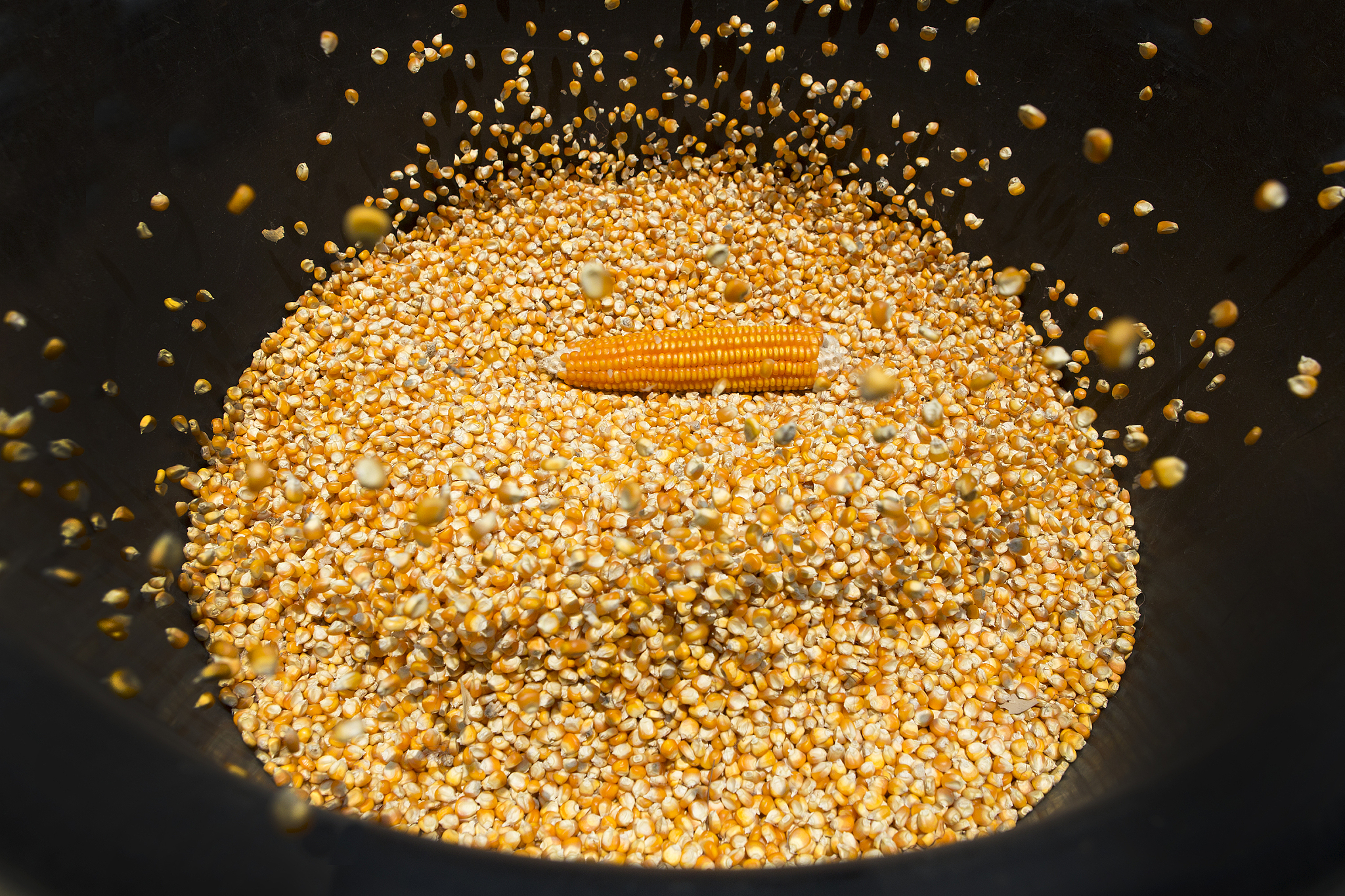 corn seeds