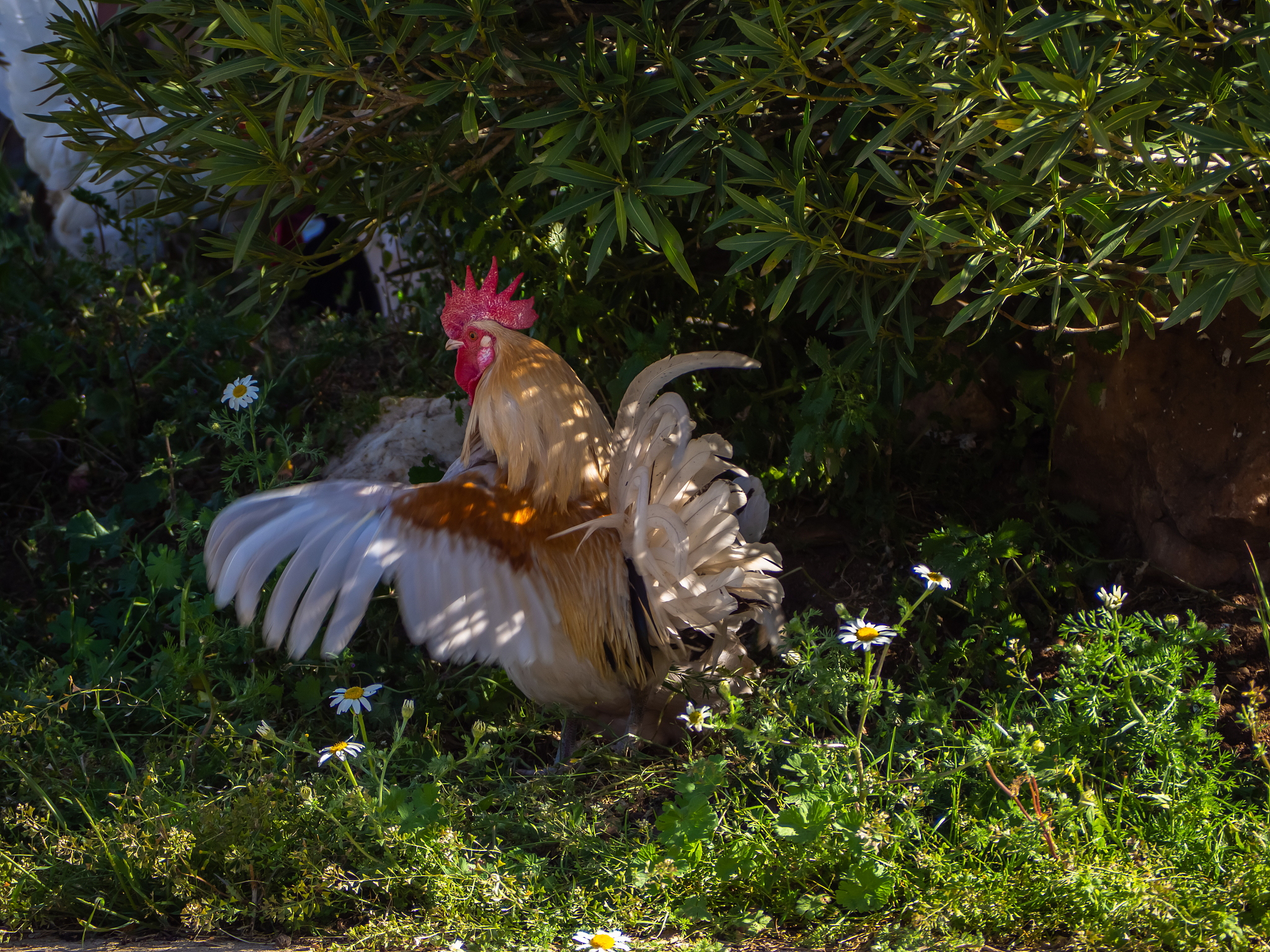 吃鸡爪子丰胸？真相来了！