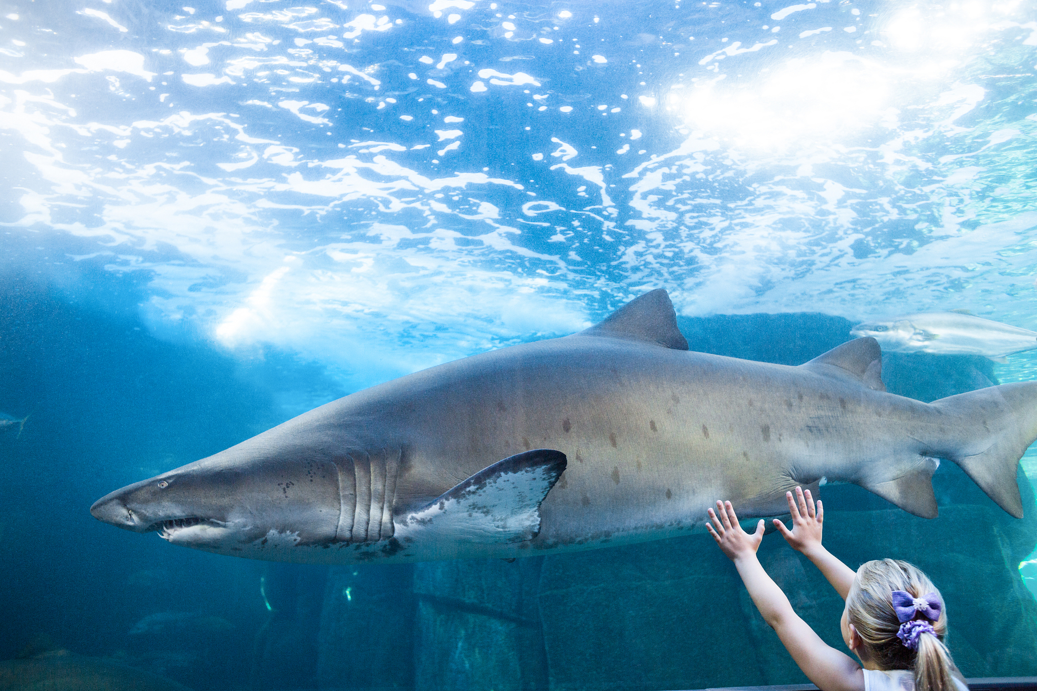 sharktank