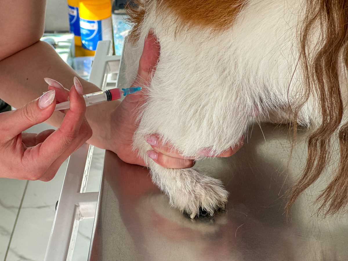 养狗指南：新手必看的8大注意事项