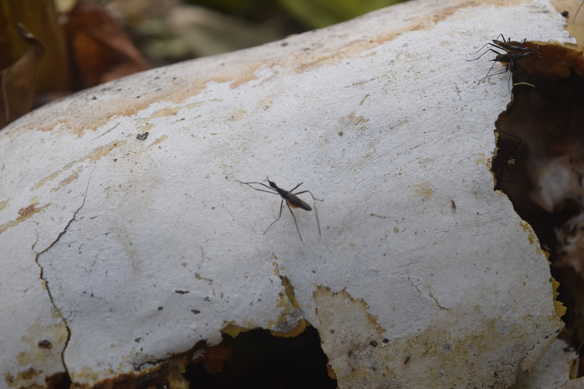 insect