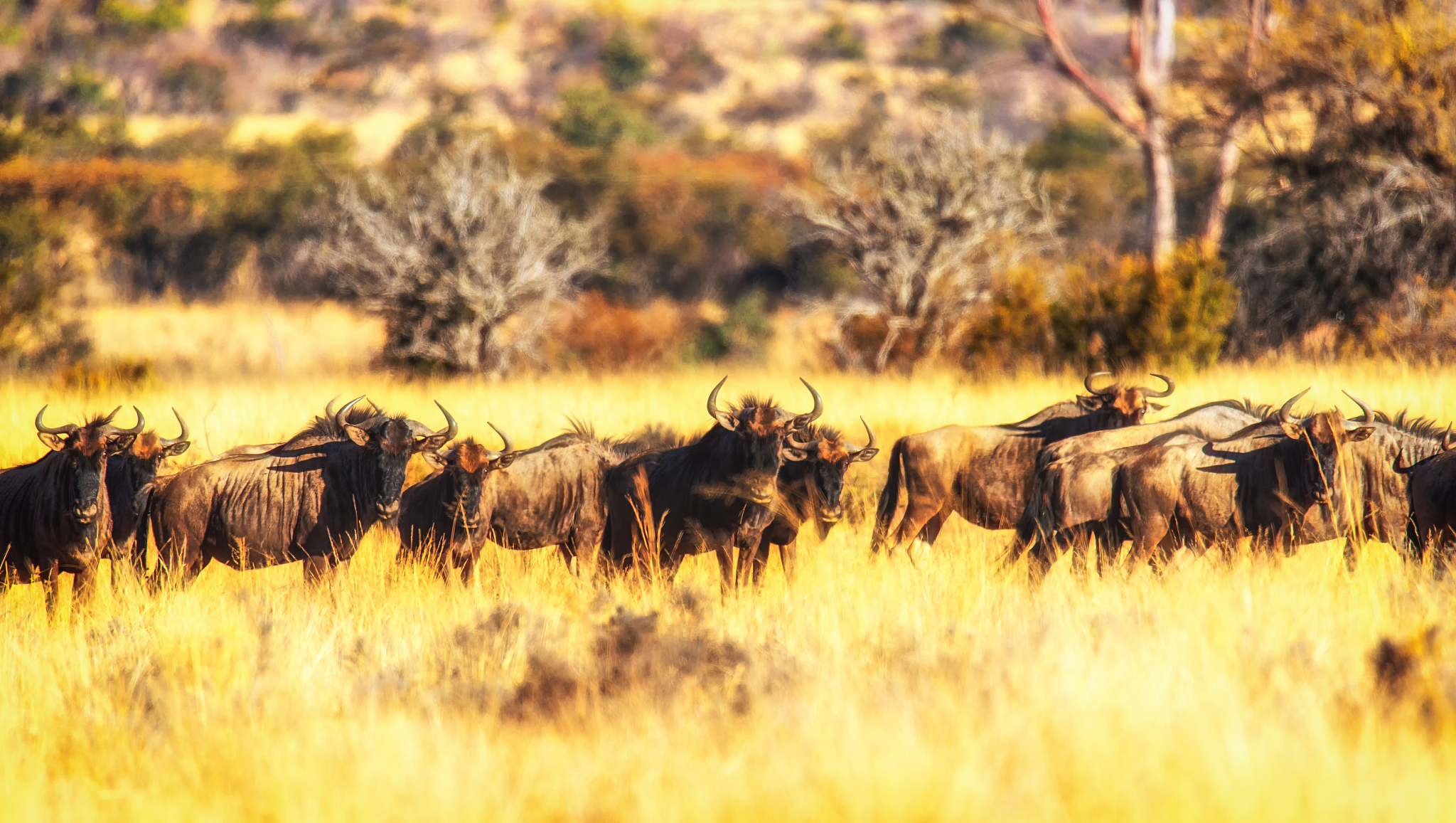 a large herd of wildebeest (gnu, connochaetes)