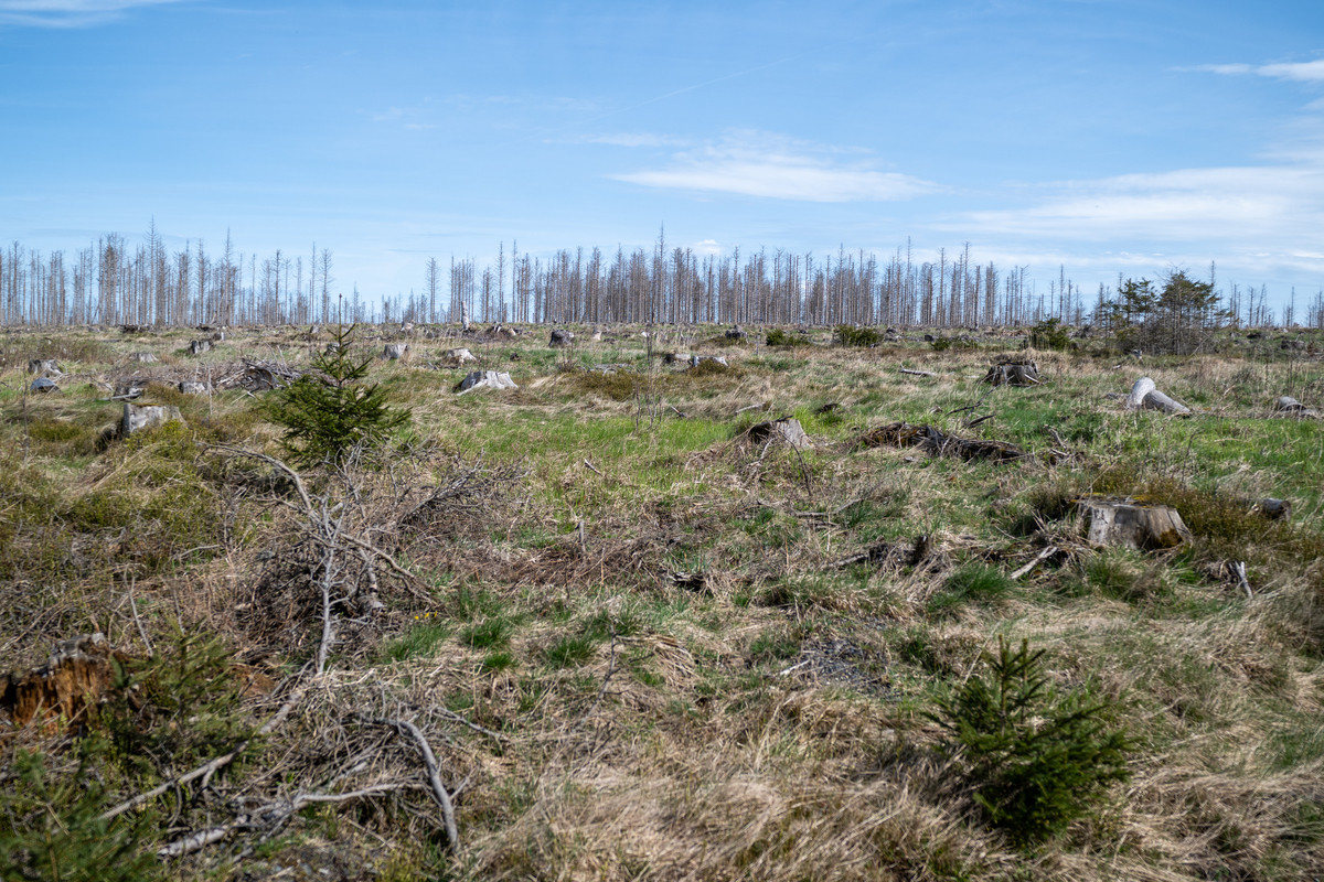 “当代愚公”孙国友种树20年：600亩荒漠林缺水枯死引争议