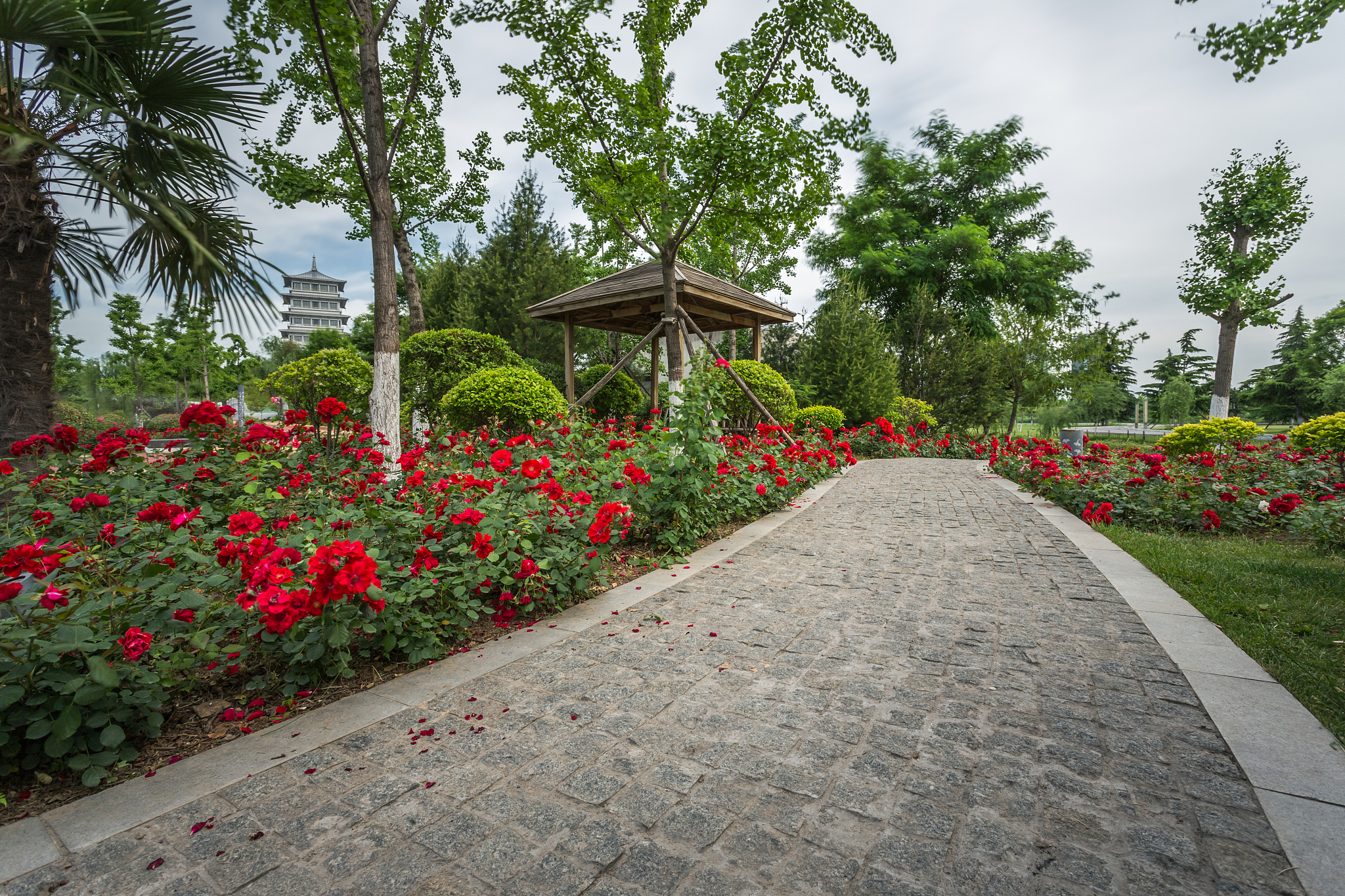 论述乡土植物在西安兴庆公园中凸显地域文化特征原则的应用原则。