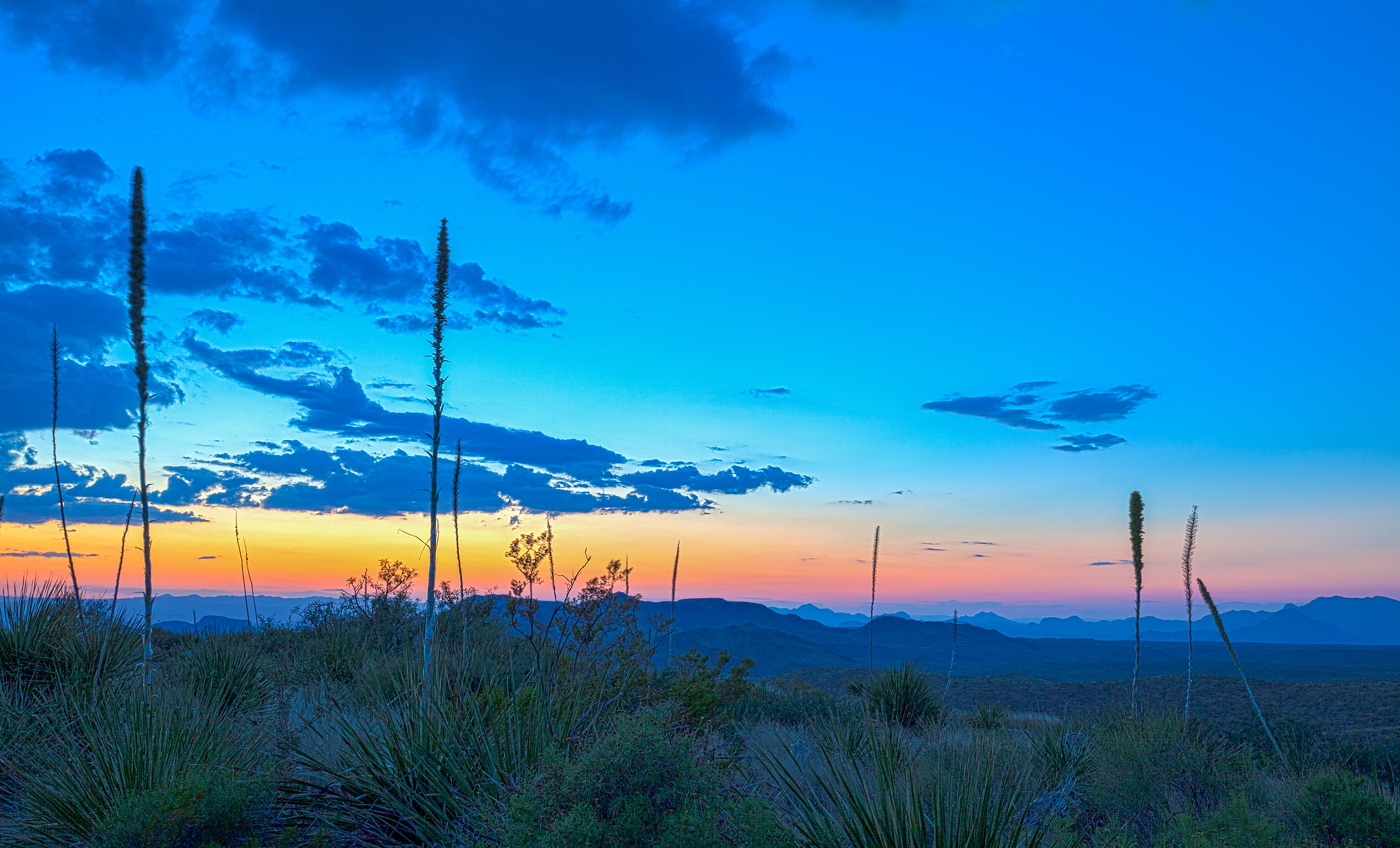 sotol plants at sunset. picture taken at sotol vista overlook, b