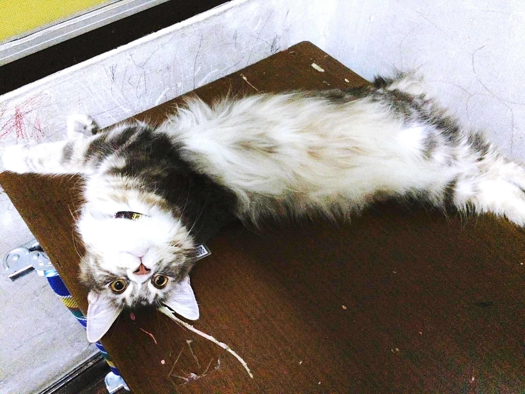 野生猫咪如何处理毛球？