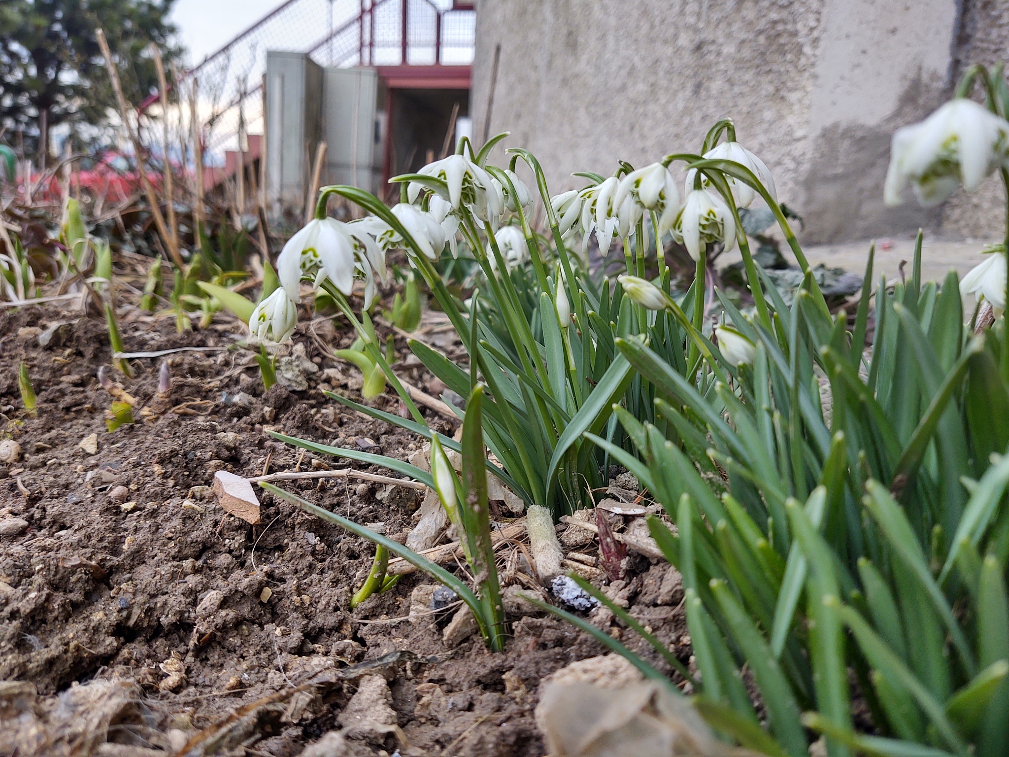 spring flowering. snowdrops in the park or garden.