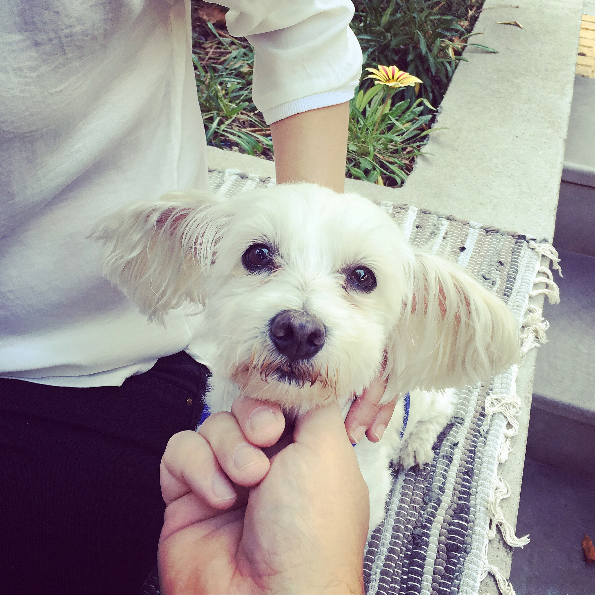 哪些狗狗好养又爱干净？这5种养了绝对不后悔！