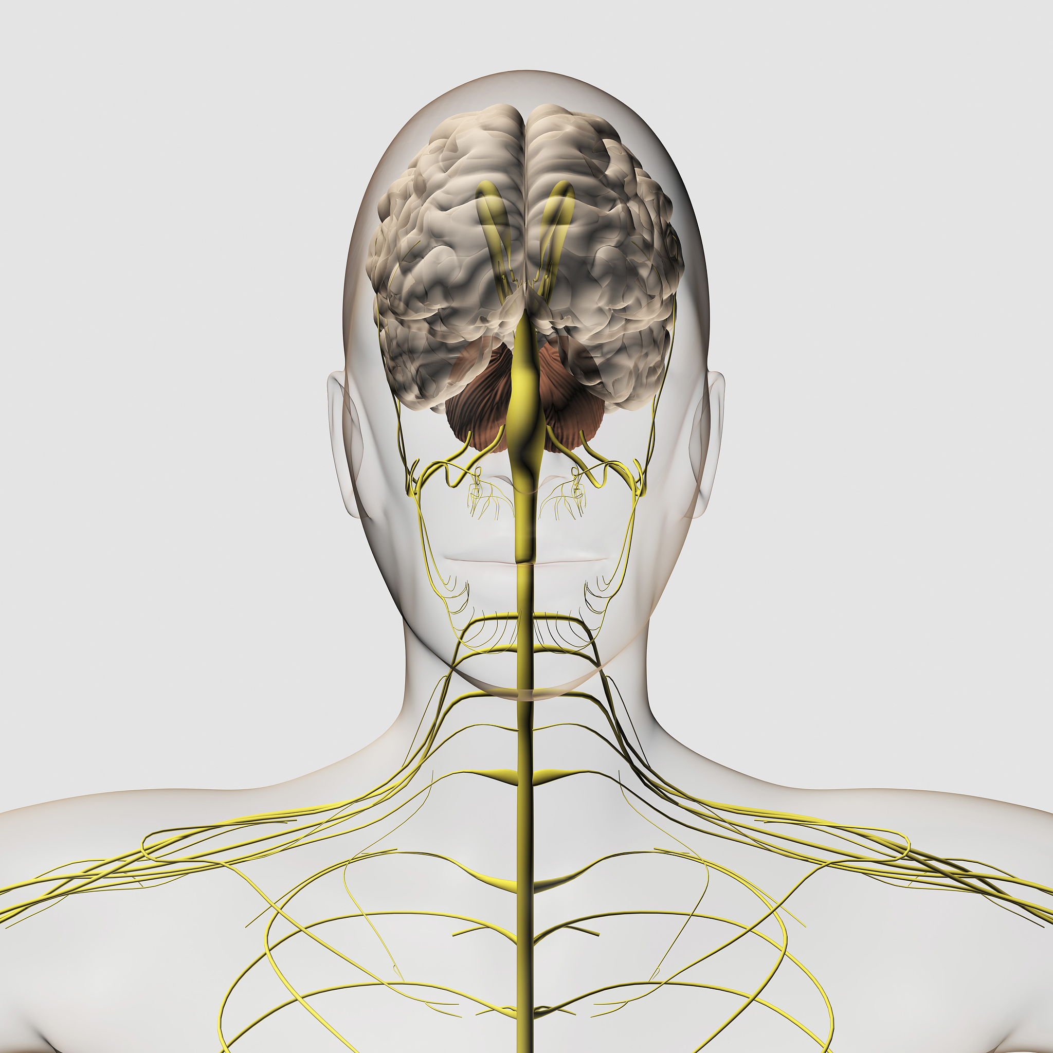 被打晕的科学原理：人体构造的脆弱之处