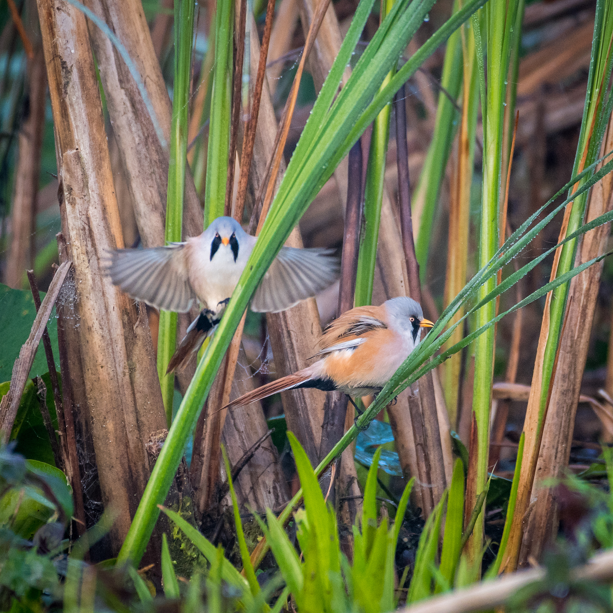 close up of rare isolated bearded reedling mature male bird in t