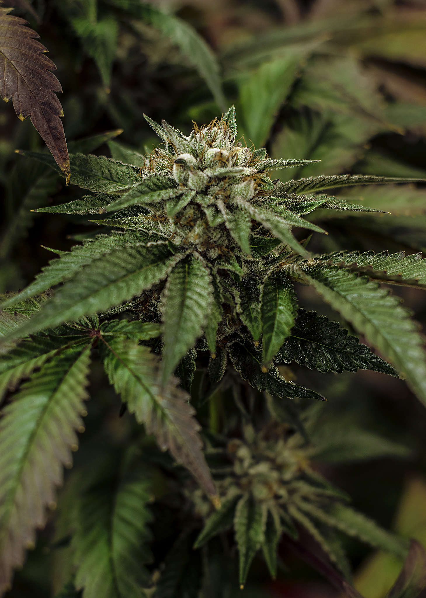 live cannabis macro bud shot